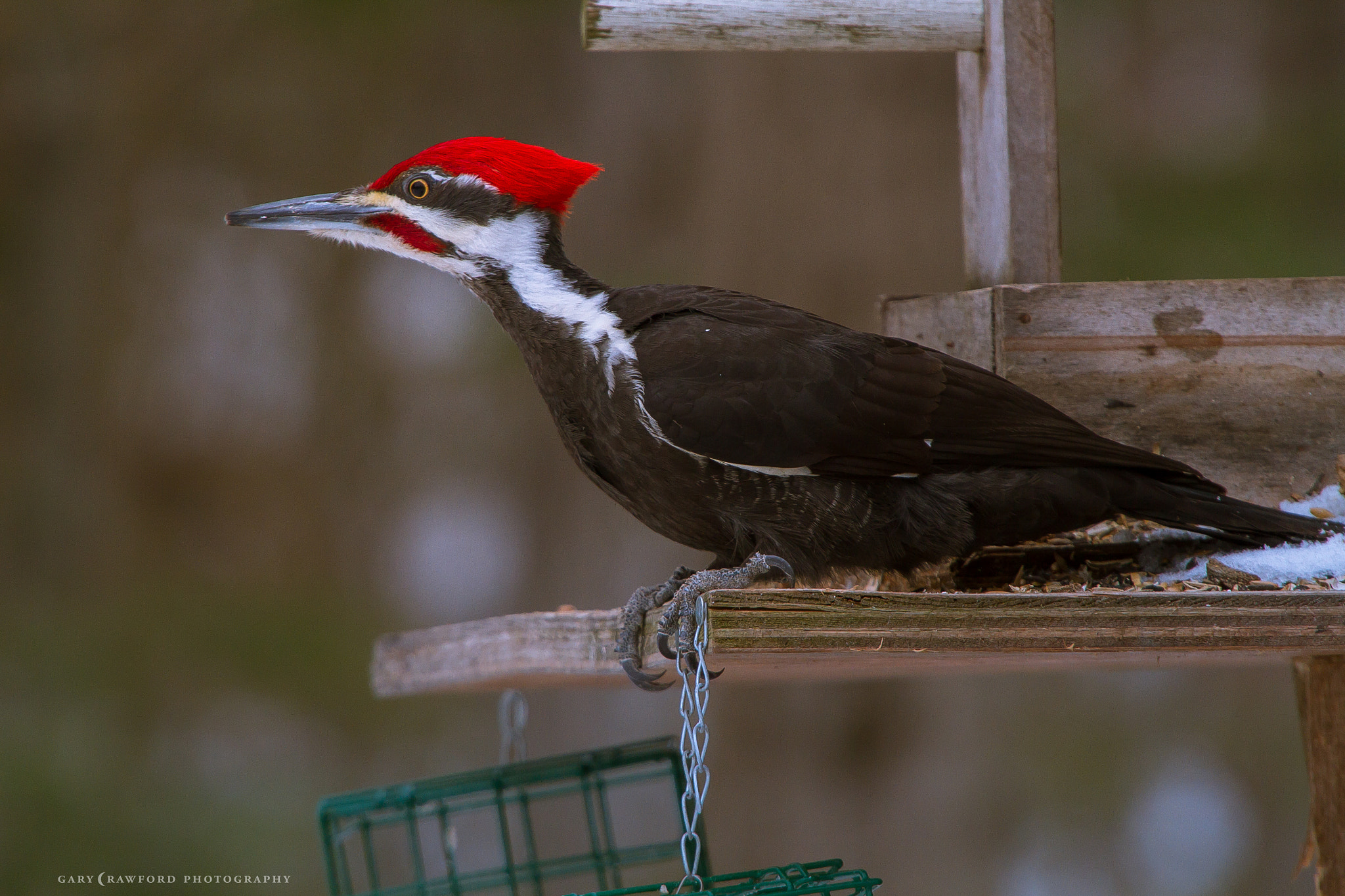 Sigma 50-500mm F4.5-6.3 DG OS HSM sample photo. Pileated woodpecker photography