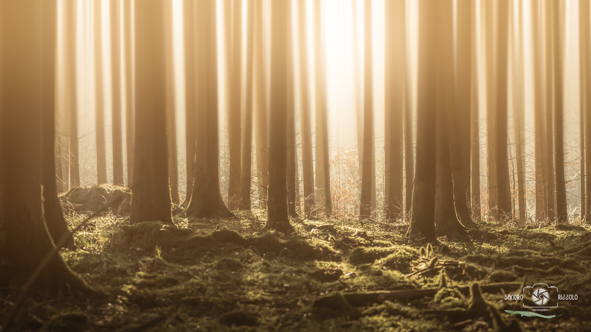 Tokina AT-X 70-200mm F4 PRO FX VCM-S sample photo. Foggy forest photography