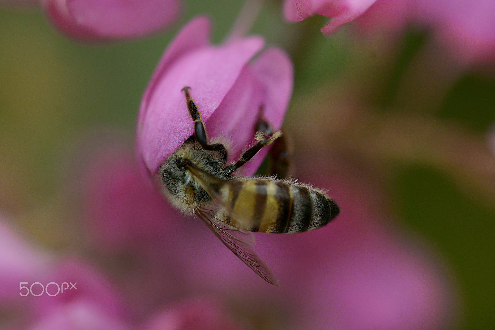 Nikon D7100 + Sigma 150mm F2.8 EX DG Macro HSM sample photo. Cabeca ocupada -busy head photography