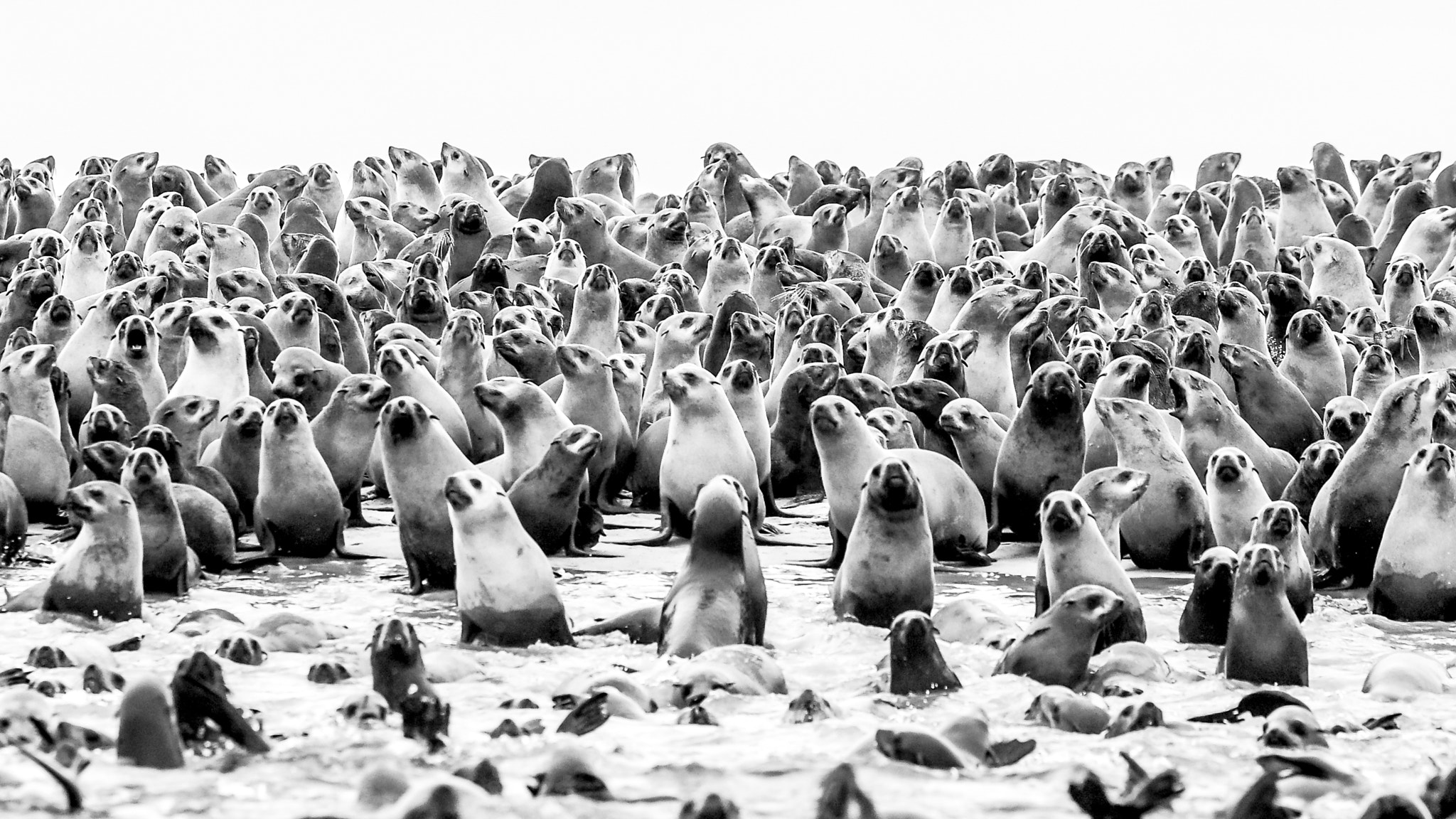 Pentax K100D + Sigma EX APO 100-300mm F4 IF sample photo. Cape fur seal colony close to walvis bay, namibia photography