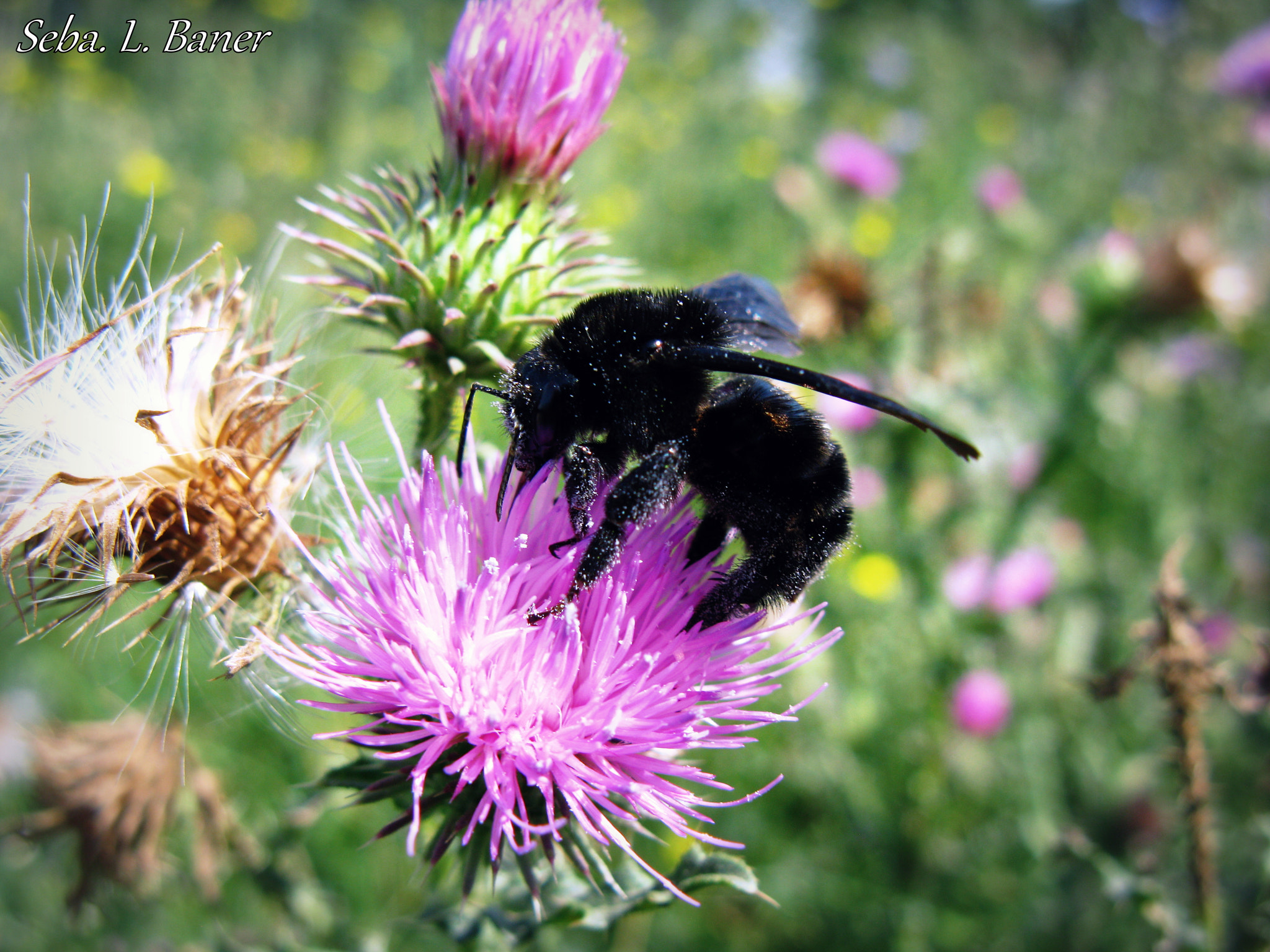 Canon POWERSHOT A650 IS sample photo. Bumble bee collecting photography