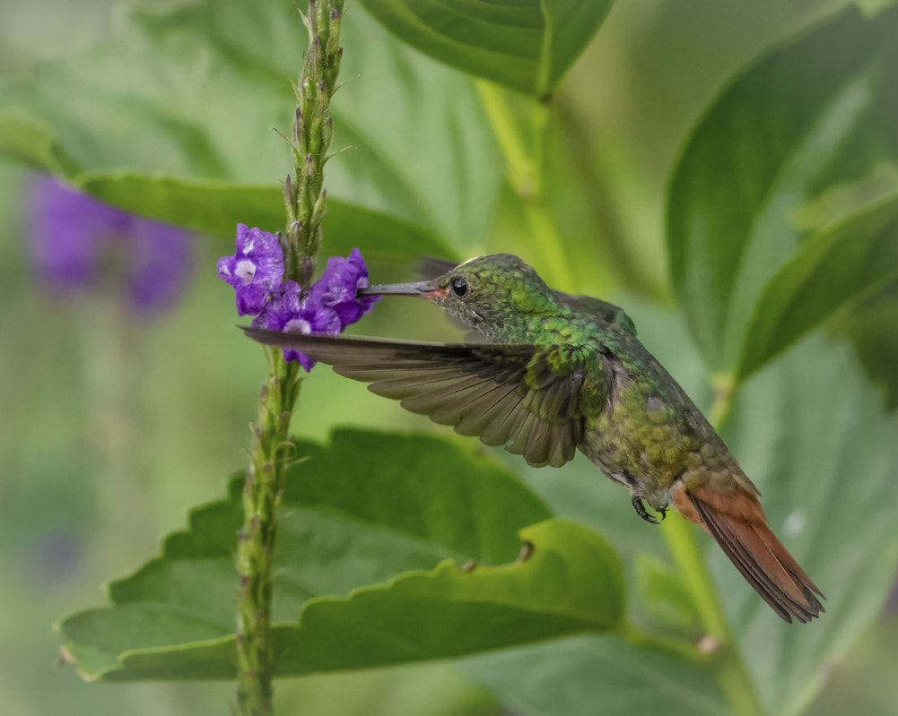 Nikon AF-S Nikkor 500mm F4E FL ED VR sample photo