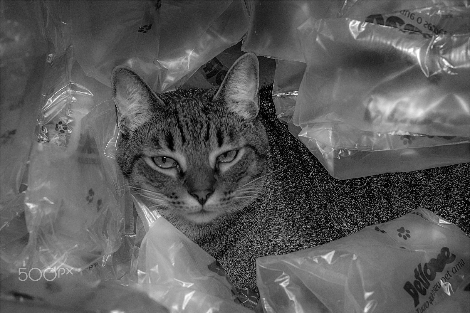Nikon D7100 sample photo. Gato embalado -packed cat photography