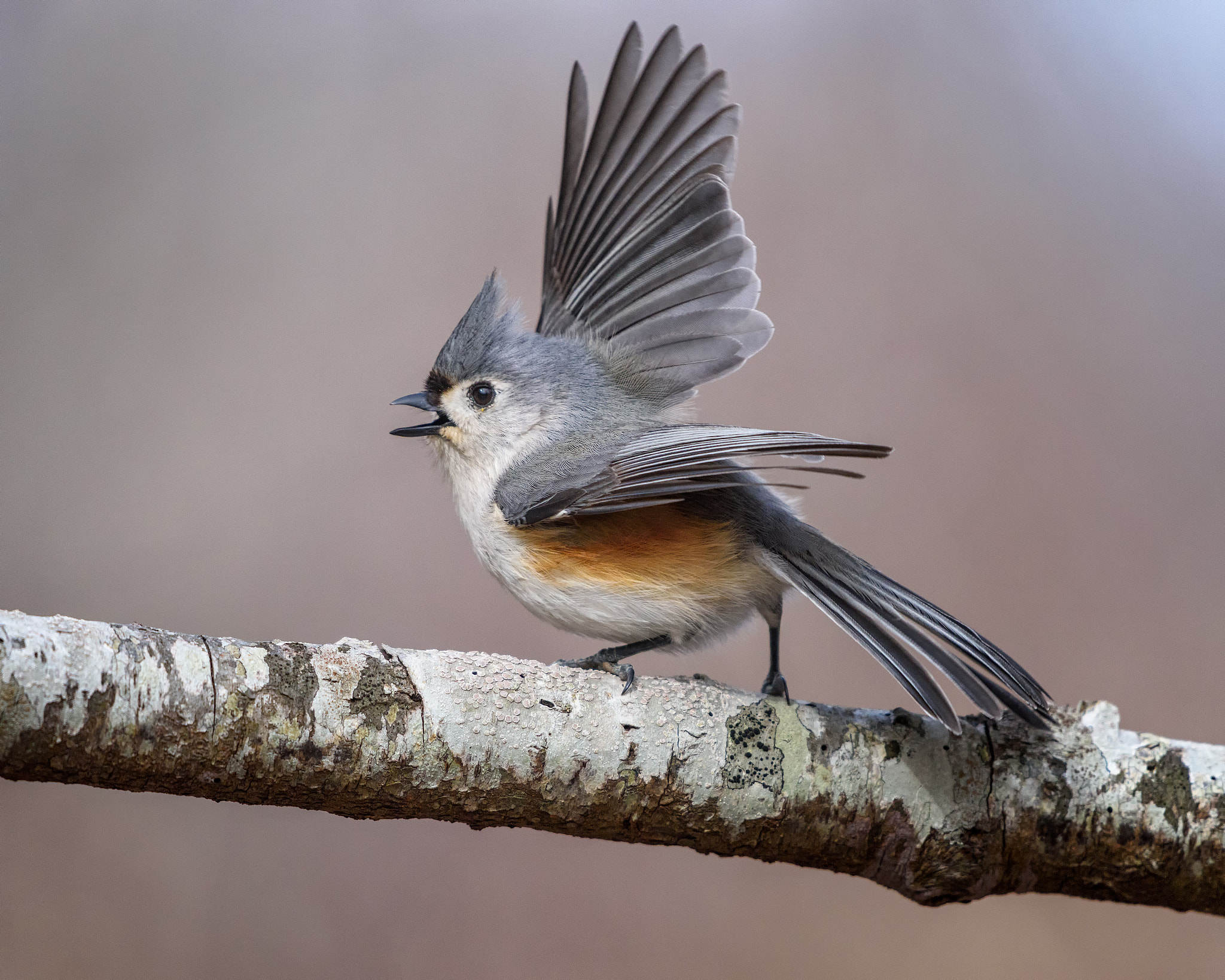 Nikon AF-S Nikkor 200-500mm F5.6E ED VR sample photo. Tufted titmouse on balance beam. photography