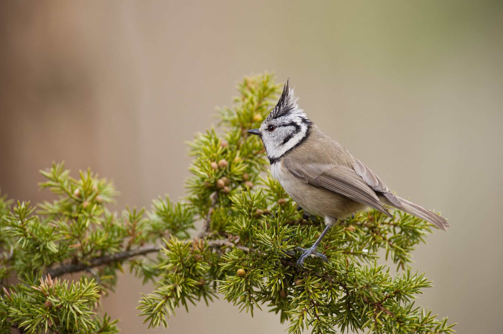 AF-S Nikkor 300mm f/2.8D IF-ED II sample photo. Lophophanes cristatus photography