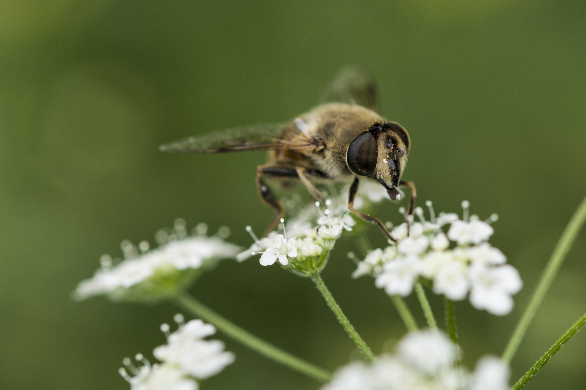 Sigma 105mm F2.8 EX DG OS HSM sample photo. Bee on work photography