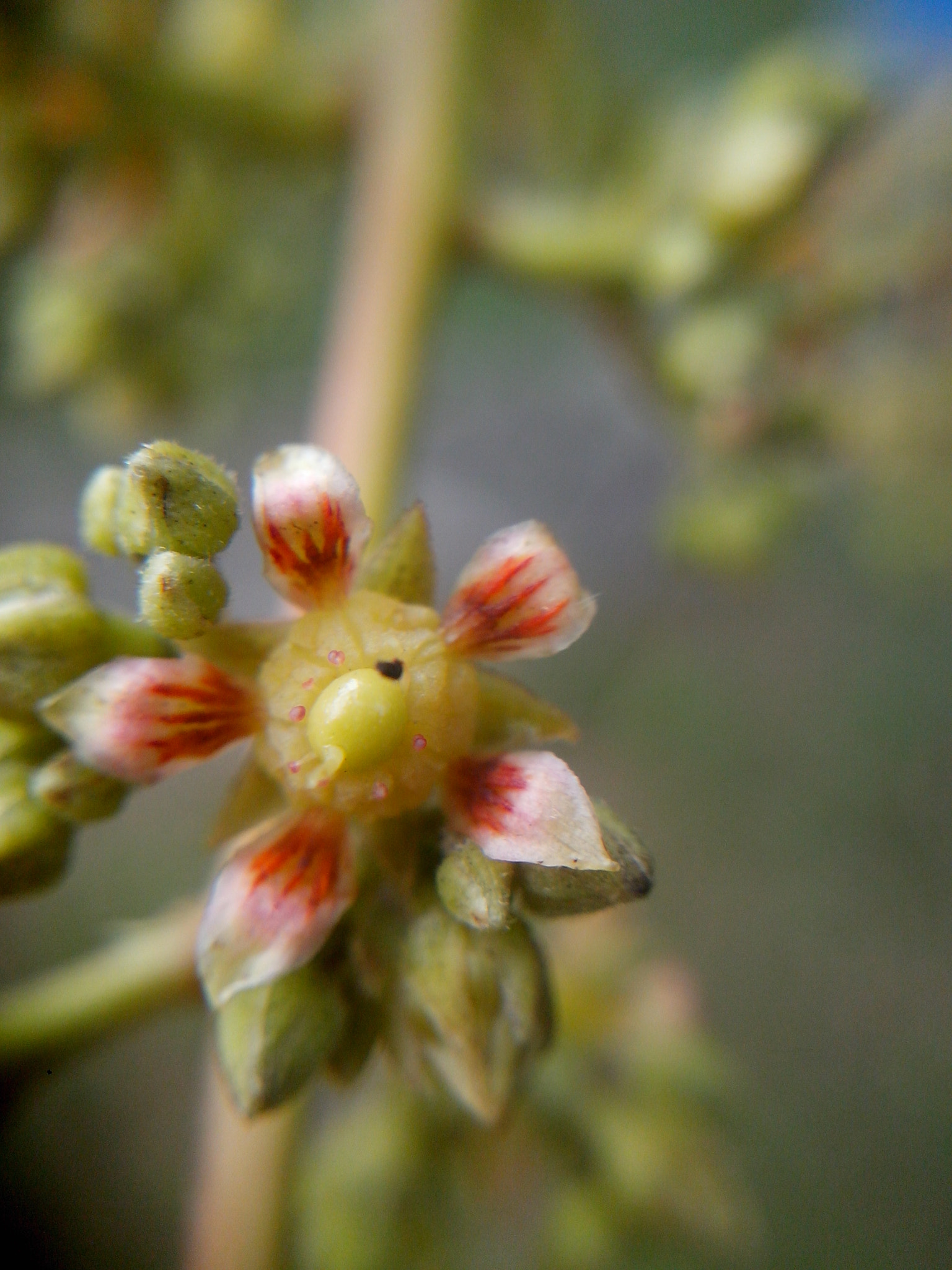 Motorola RAZR D3 sample photo. Beautiful miniature photography