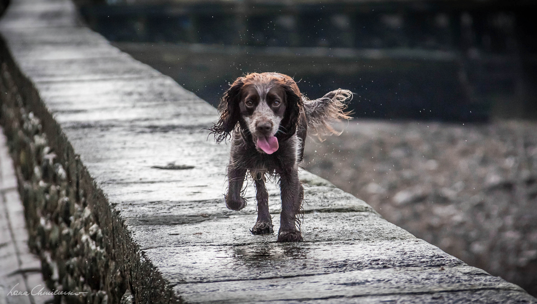 Canon EF-S 18-200mm F3.5-5.6 IS sample photo. Happy dog photography