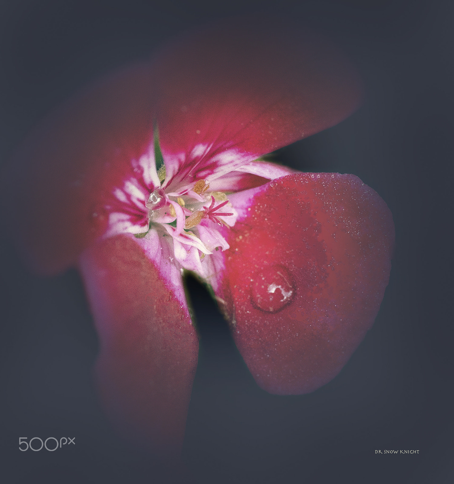 Nikon D5500 sample photo. Night flower photography