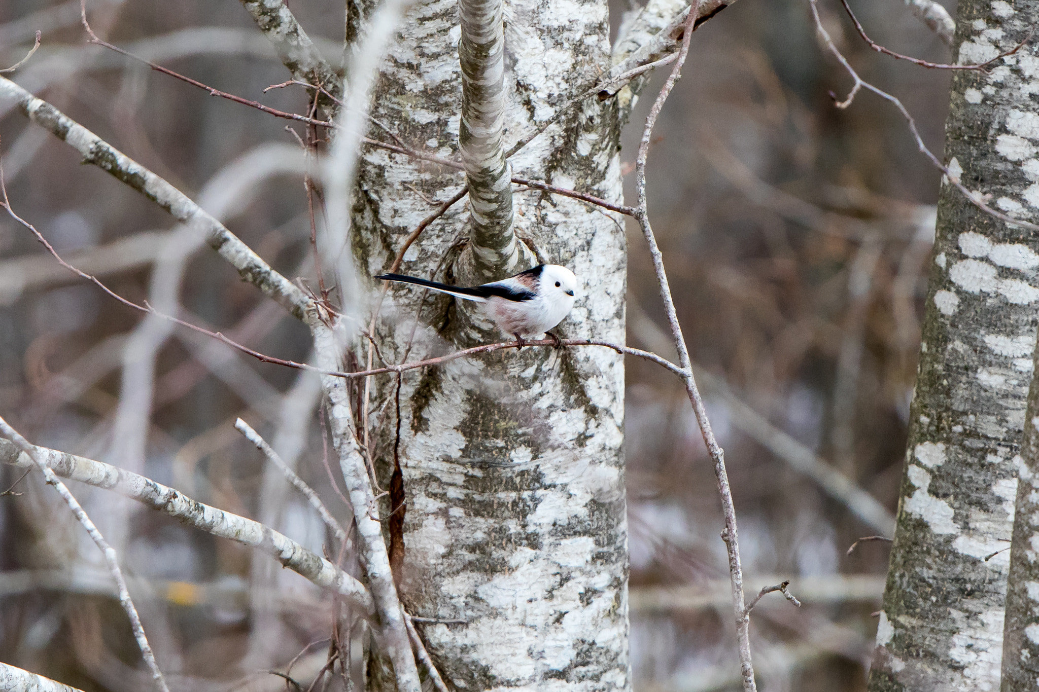 Canon EF 300mm F2.8L IS II USM sample photo. Long-tailed tit photography