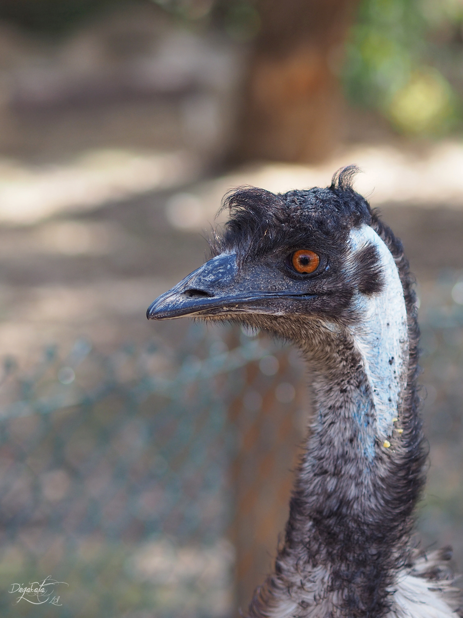 Olympus OM-D E-M10 II + Olympus M.Zuiko Digital 45mm F1.8 sample photo. Emú (dromaius novaehollandiae) photography