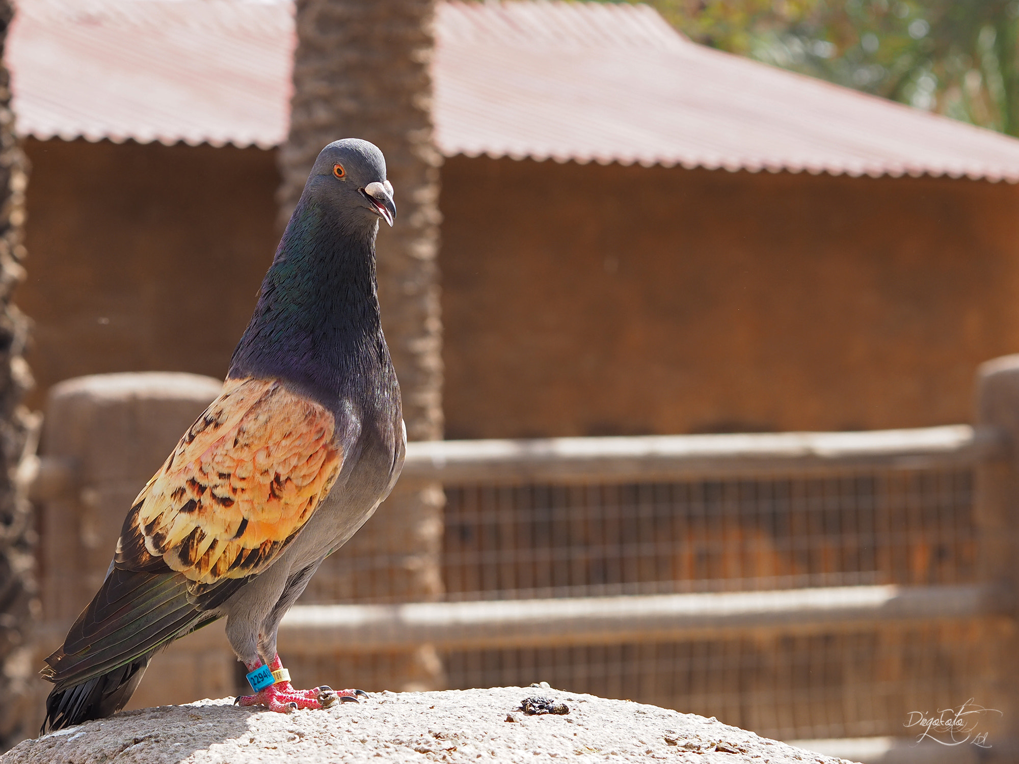 Olympus OM-D E-M10 II + Olympus M.Zuiko Digital 45mm F1.8 sample photo. Paloma (columbidae), parece una mezcla photography