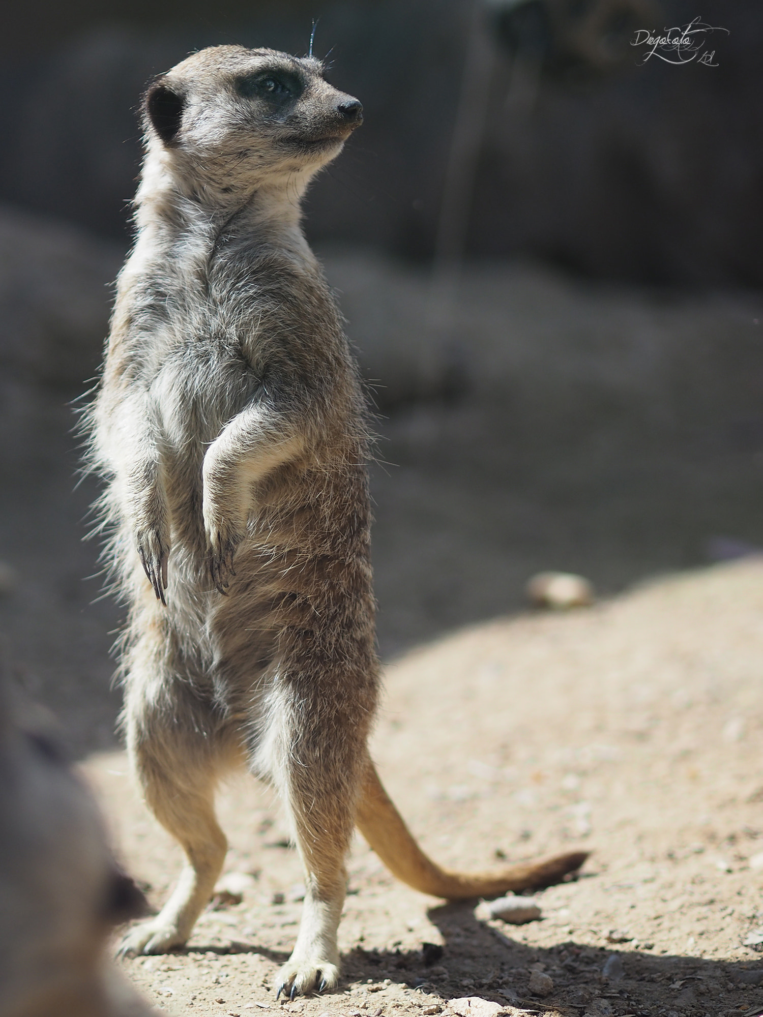 Olympus OM-D E-M10 II + Olympus M.Zuiko Digital 45mm F1.8 sample photo. Suricata, suricato o gato de roca (suricata suricatta) photography