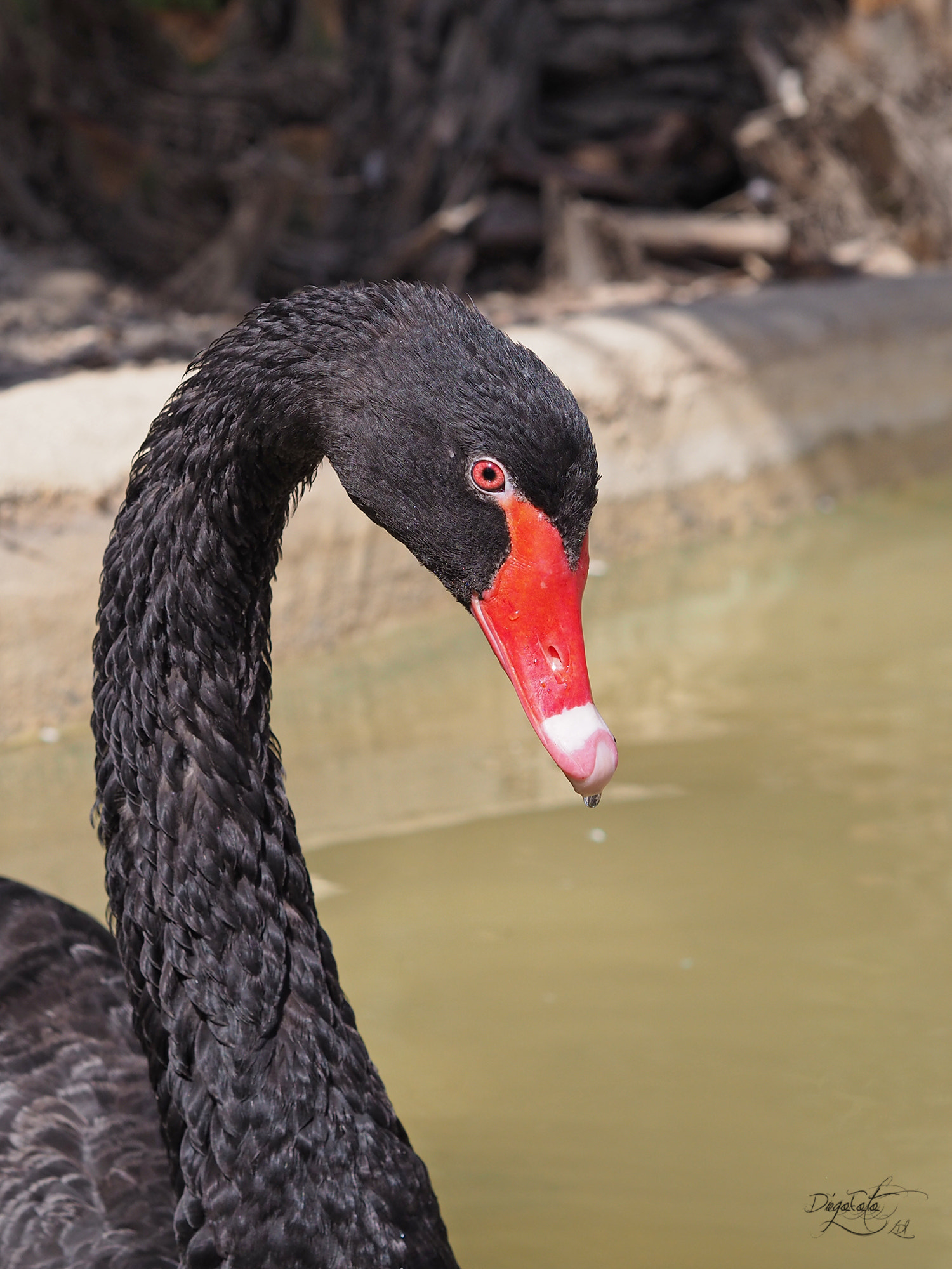 Olympus OM-D E-M10 II + Olympus M.Zuiko Digital 45mm F1.8 sample photo. Cisne negro (cygnus atratus) photography