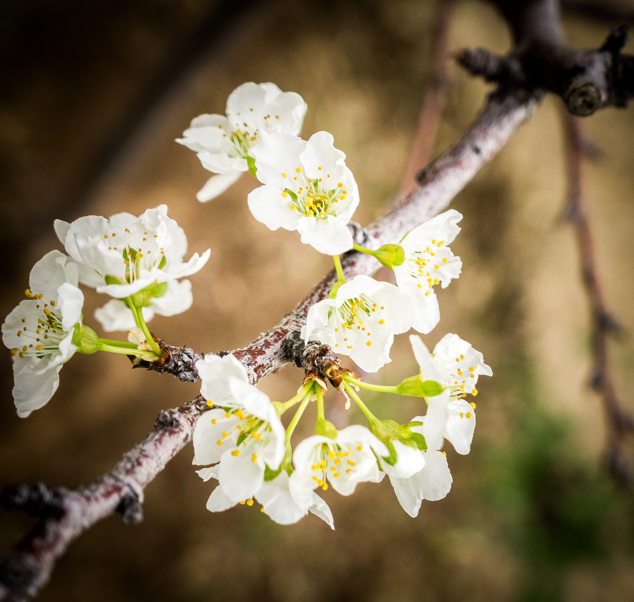 Sony a6000 + Sony E 18-55mm F3.5-5.6 OSS sample photo