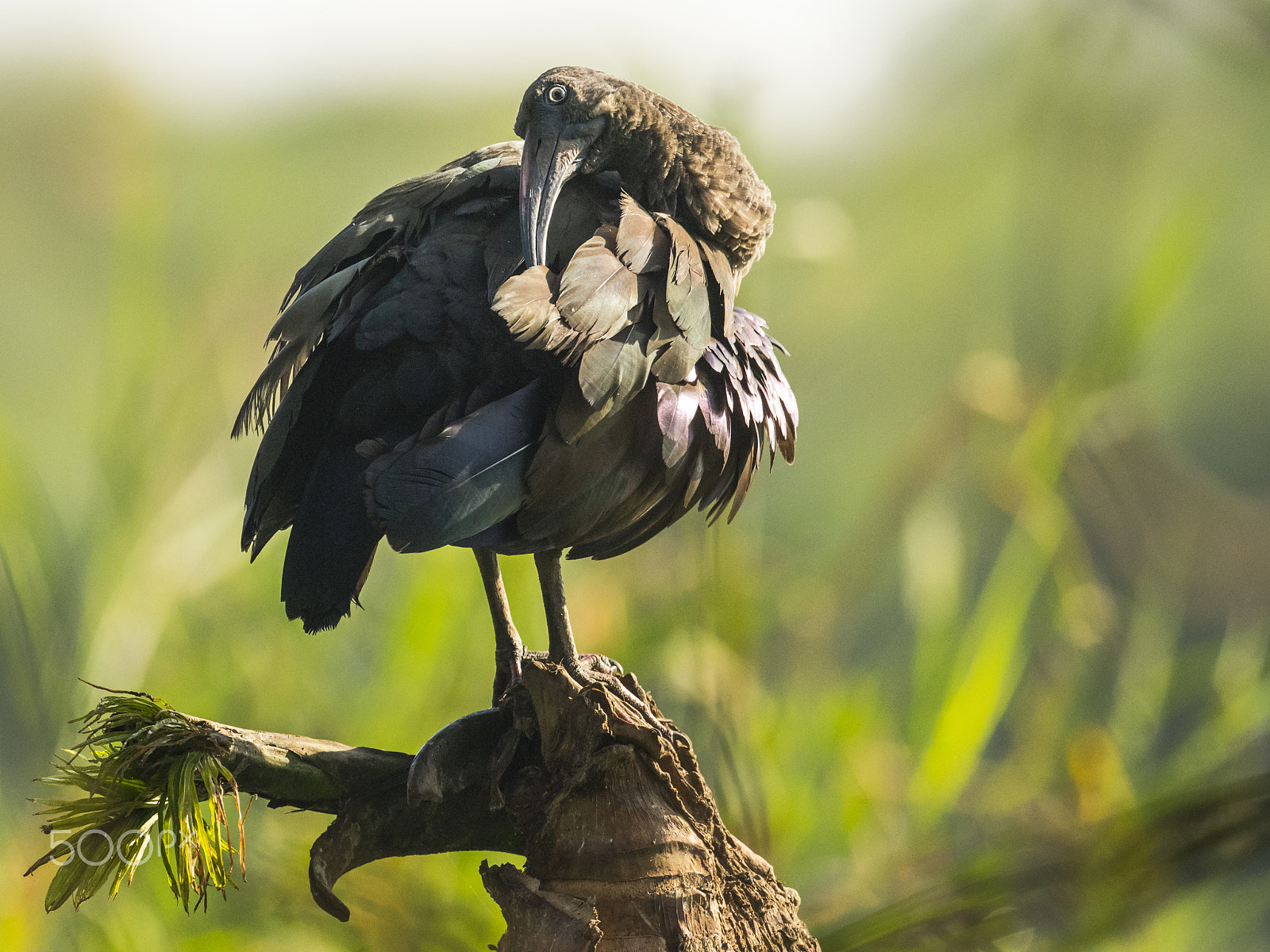 Nikon D810 sample photo. A hadada ibis grooming itself photography