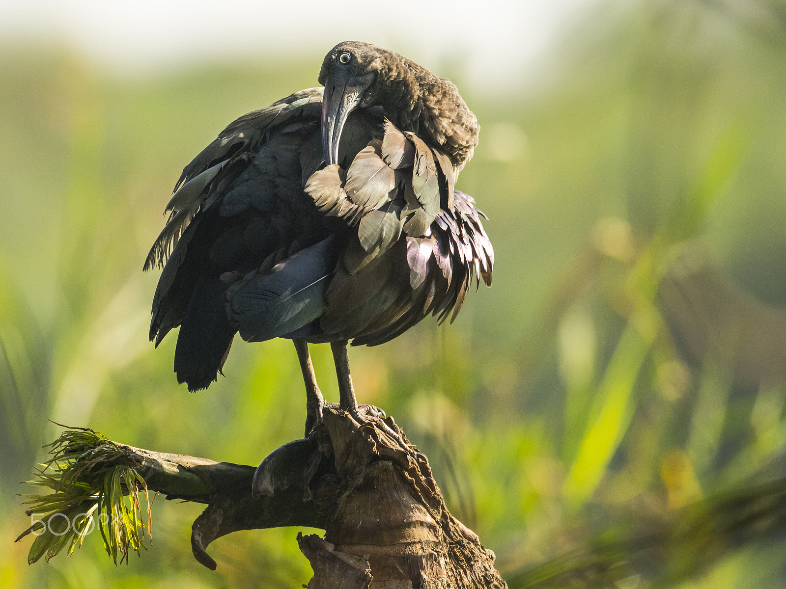 Nikon D810 + Nikon AF-S Nikkor 500mm F4G ED VR sample photo. A hadada ibis grooming itself photography