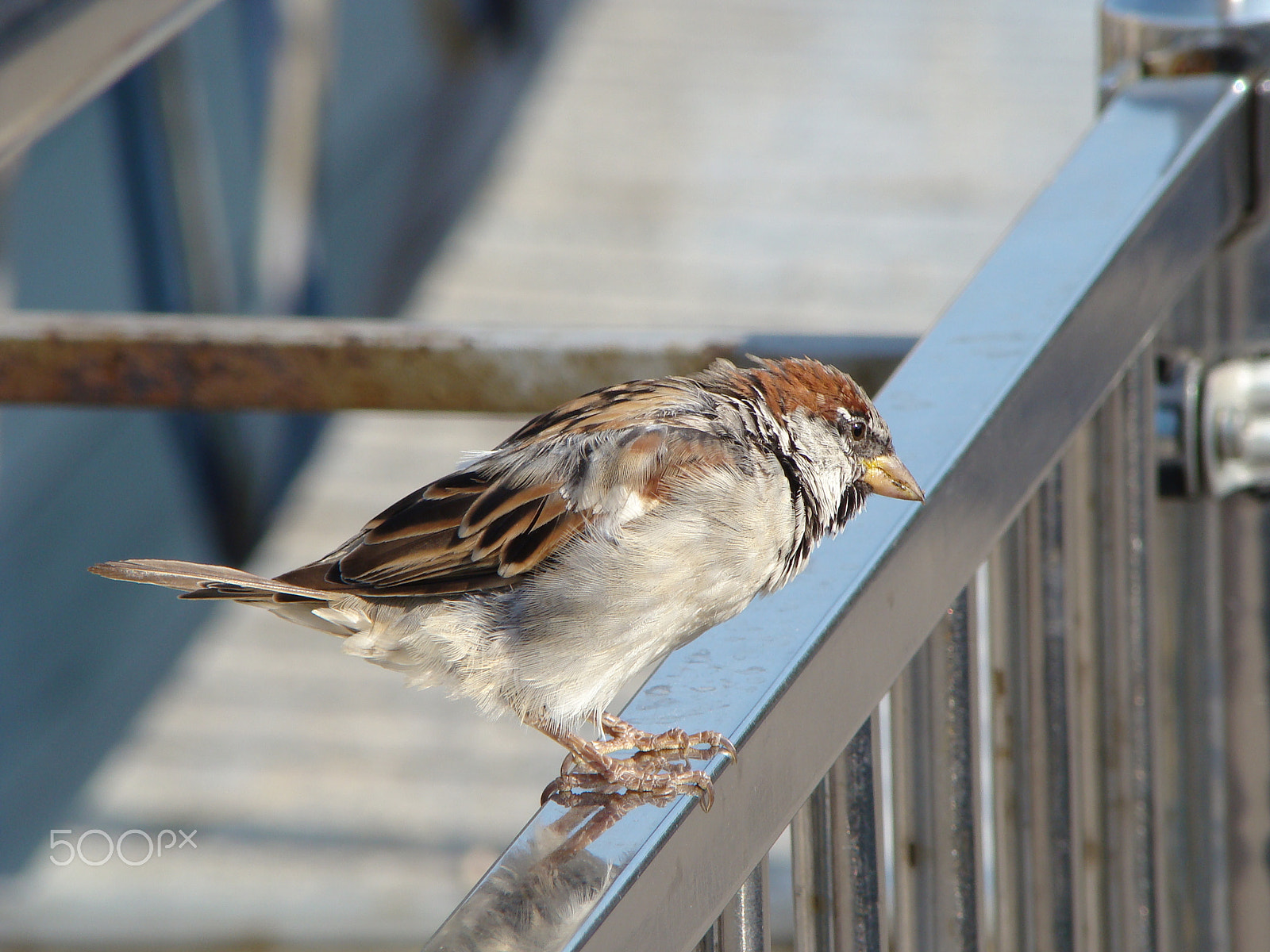 Sony DSC-H7 sample photo. Bird photography