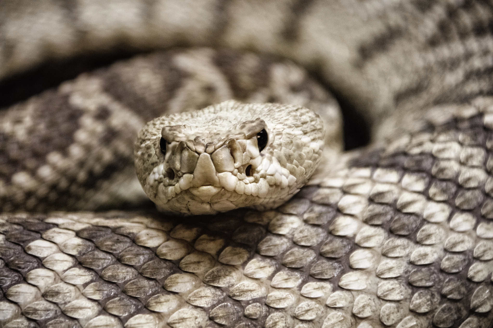Canon EF 28-300mm F3.5-5.6L IS USM sample photo. Crotalus photography