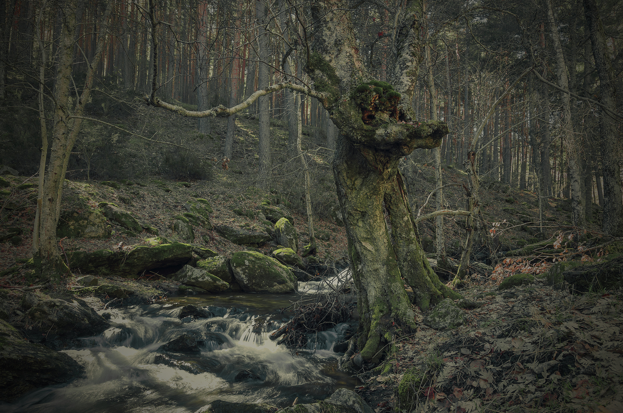 Sigma 17-50mm F2.8 EX DC OS HSM sample photo. Arbol99099 photography