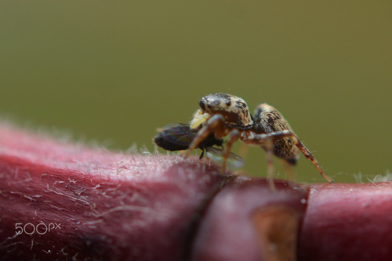 Nikon D7100 + Nikon AF-S Micro-Nikkor 60mm F2.8G ED sample photo. Hora do lanche - snack time photography