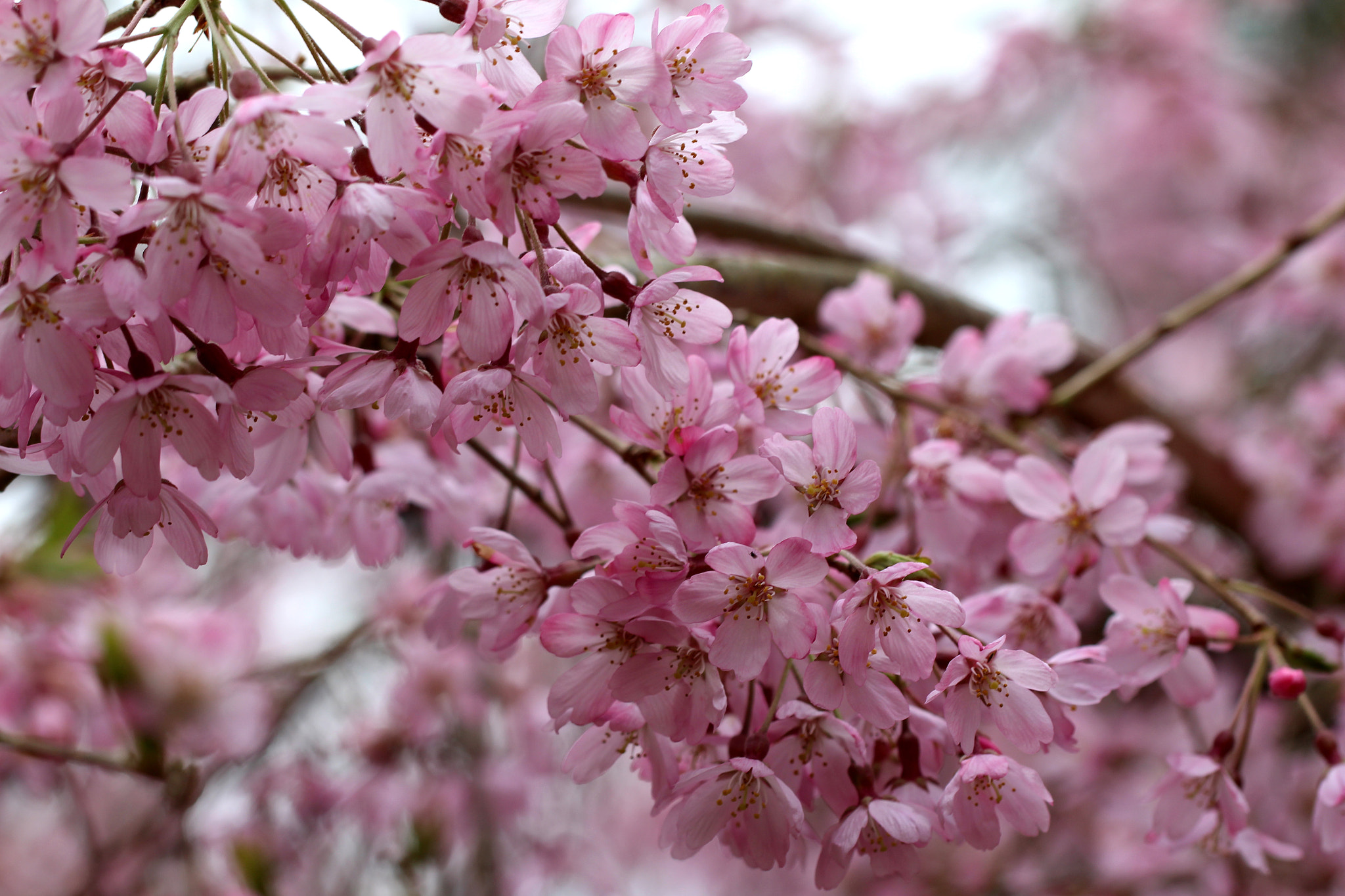 Canon EF 100mm F2.8L Macro IS USM sample photo. Hola primavera photography