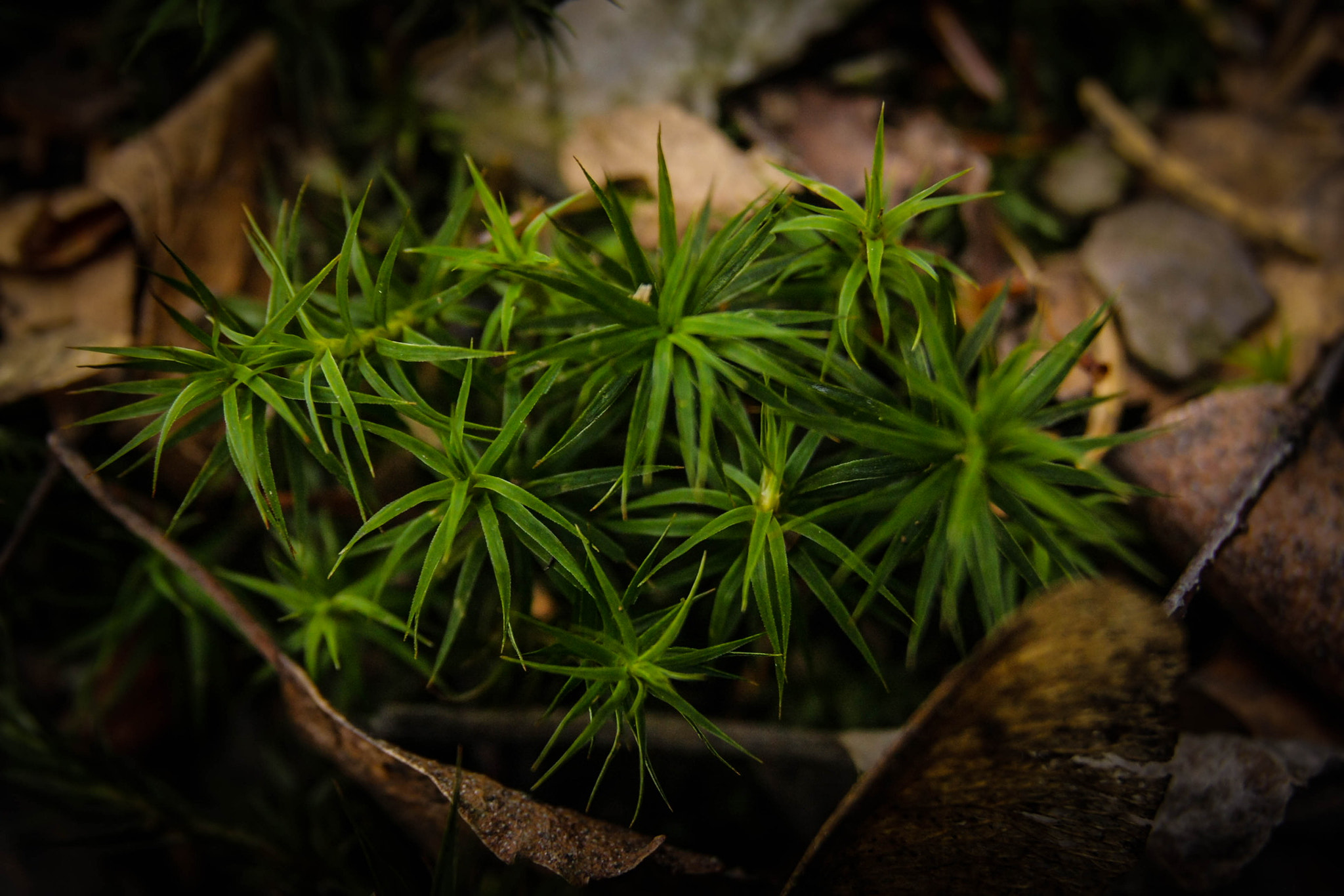 Sigma 18-50mm f/2.8 Macro sample photo