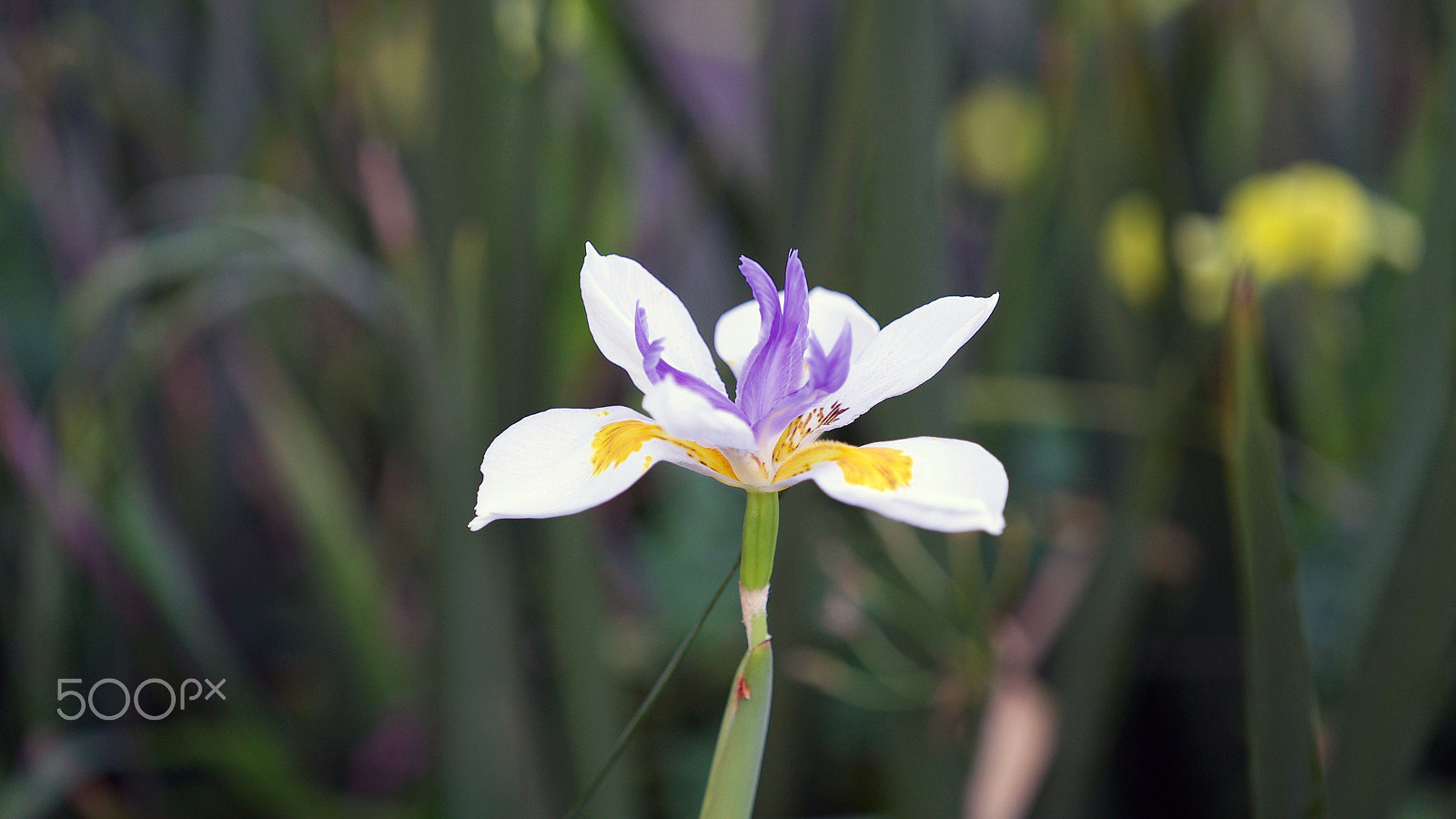 Sony FE 70-200mm F4 G OSS sample photo. I was never broken by you photography