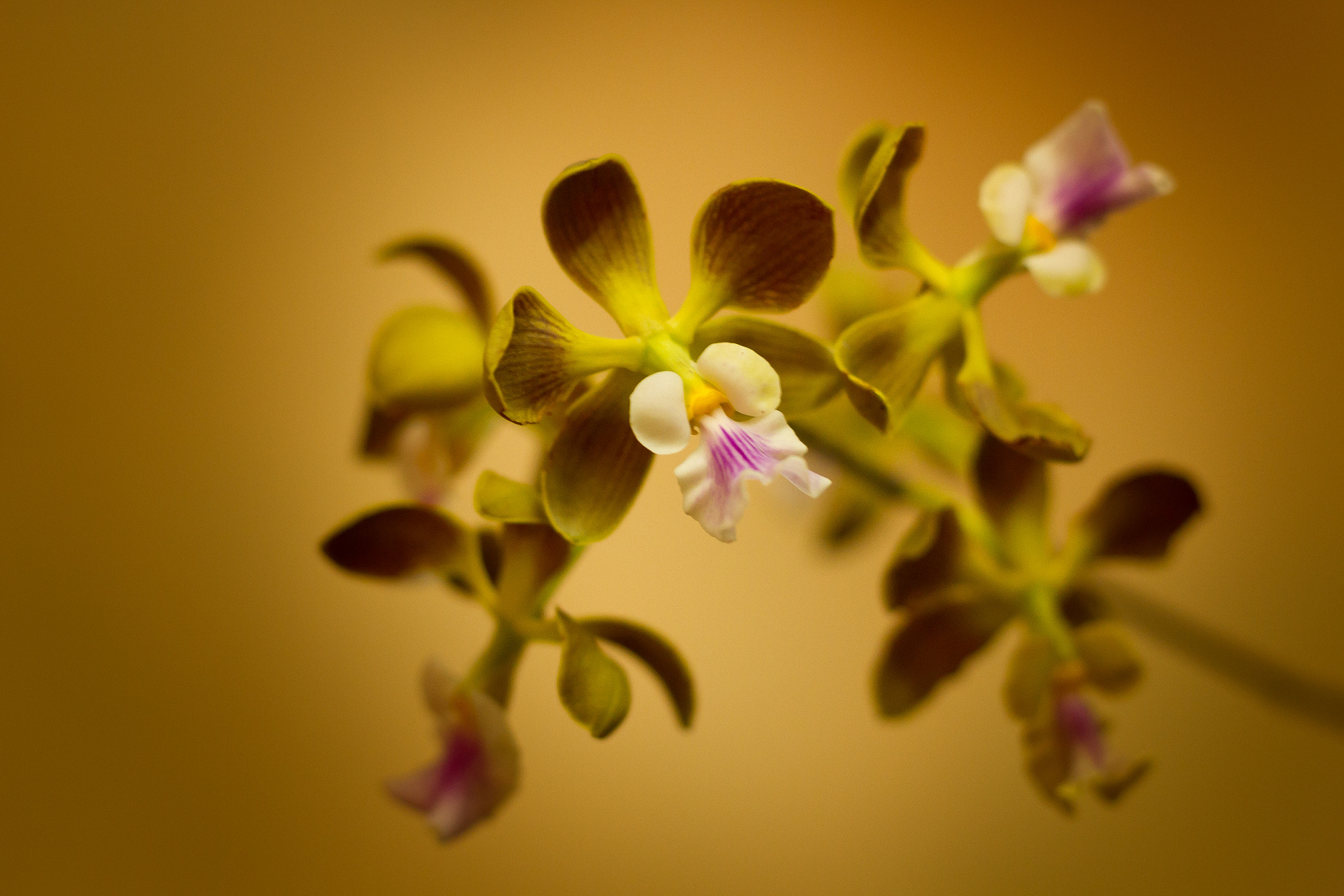 Canon EOS 7D sample photo. Orchid photography