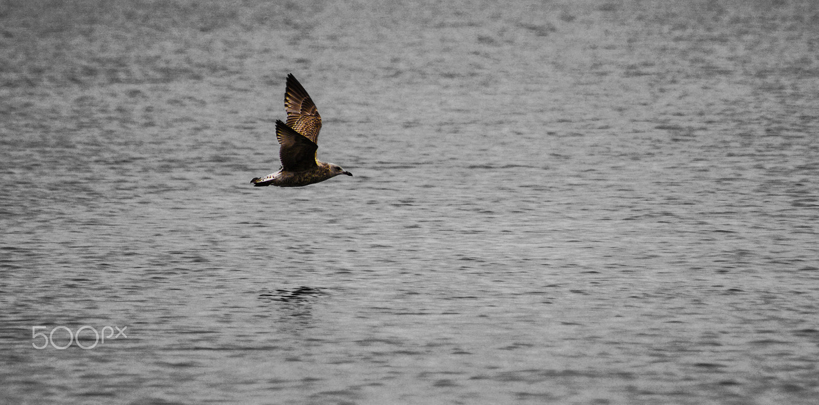 Sigma 70-300mm F4-5.6 APO DG Macro sample photo. Juvenile gull copy photography