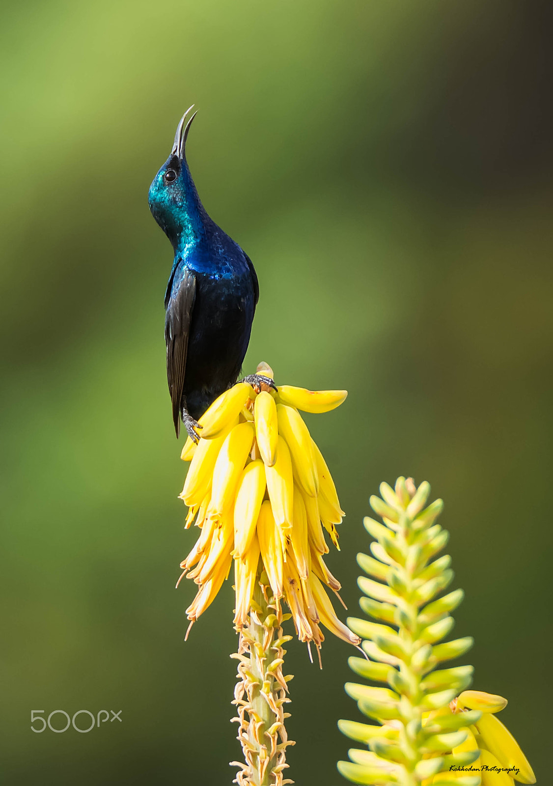 Nikon D7200 sample photo. Purple sun-bird male photography