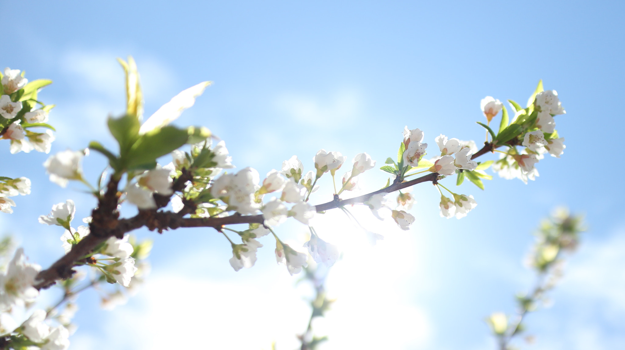 Canon EF-M 22mm F2 STM sample photo