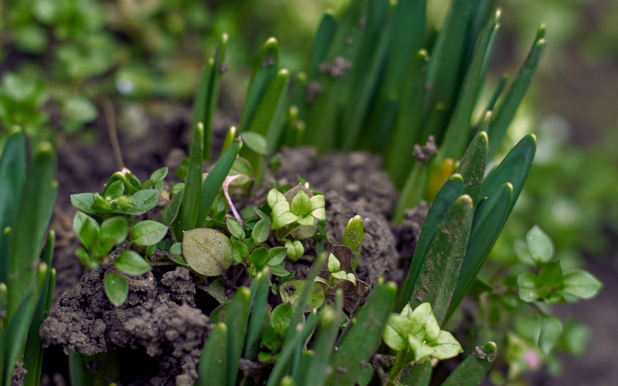 Sony ILCA-77M2 sample photo. Spring in the garden photography