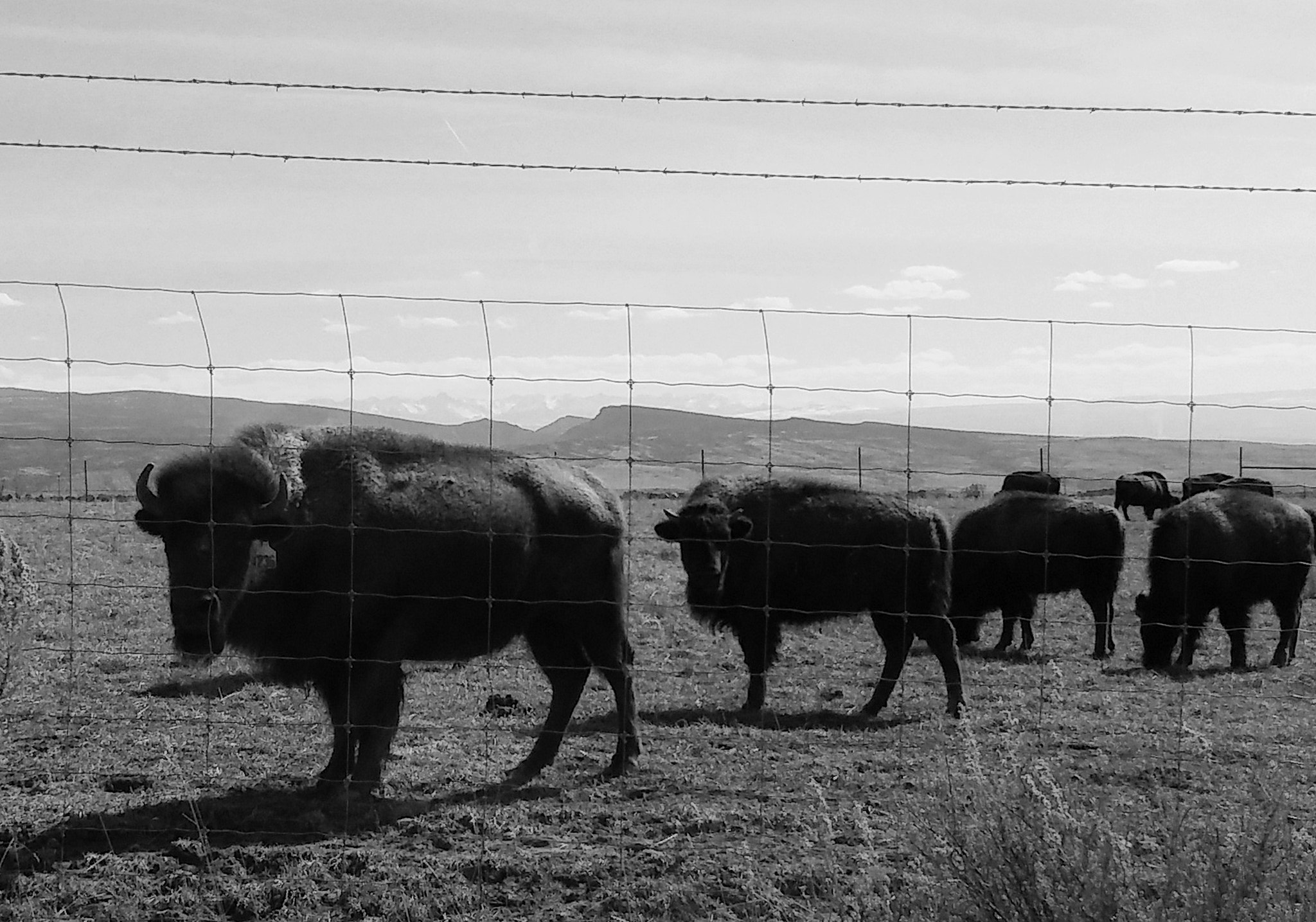 LG STYLO 2 sample photo. Buffalo herd bw photography
