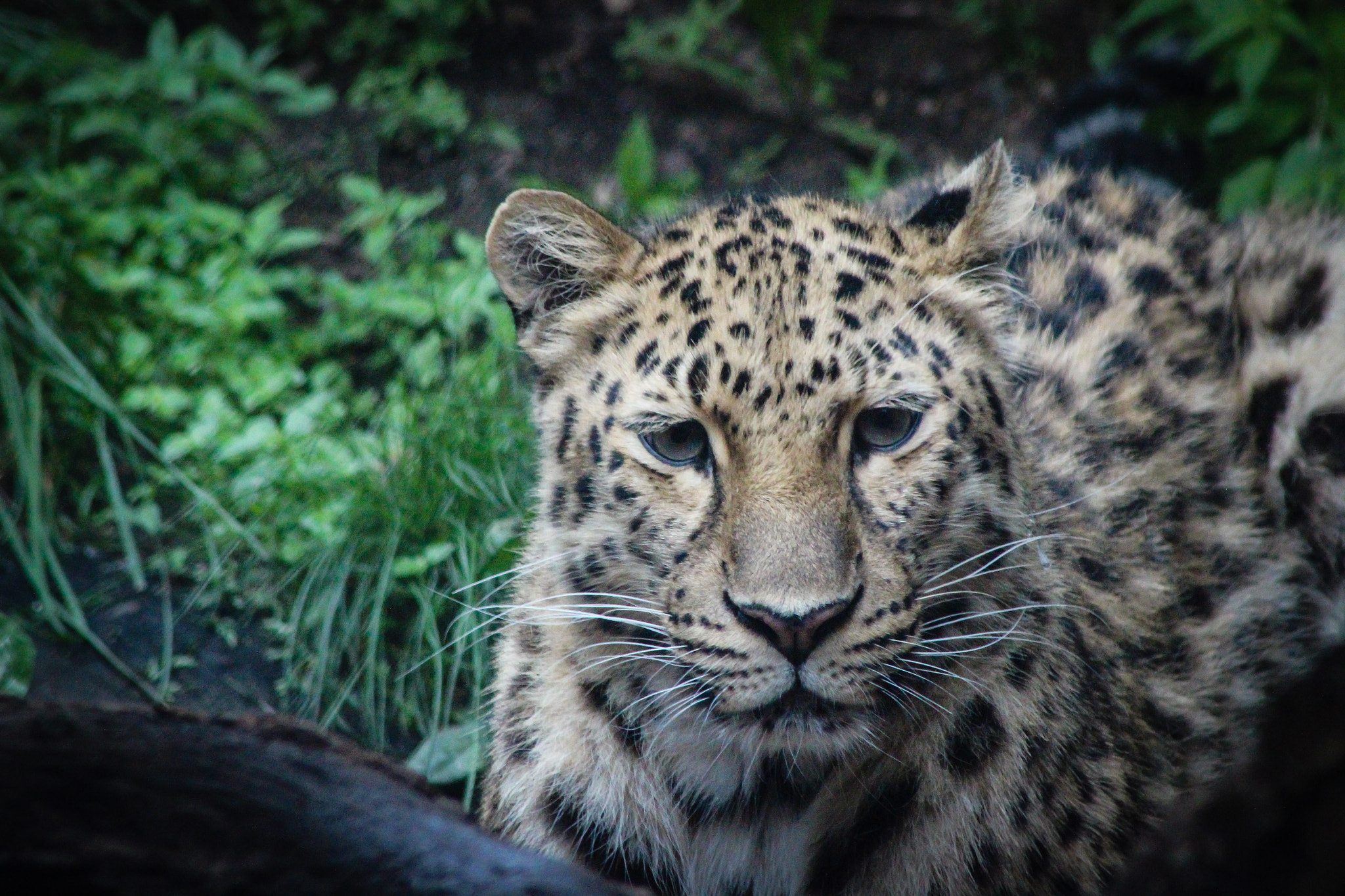Canon EOS 600D (Rebel EOS T3i / EOS Kiss X5) + EF75-300mm f/4-5.6 sample photo. Leopard, 5.31.16 photography