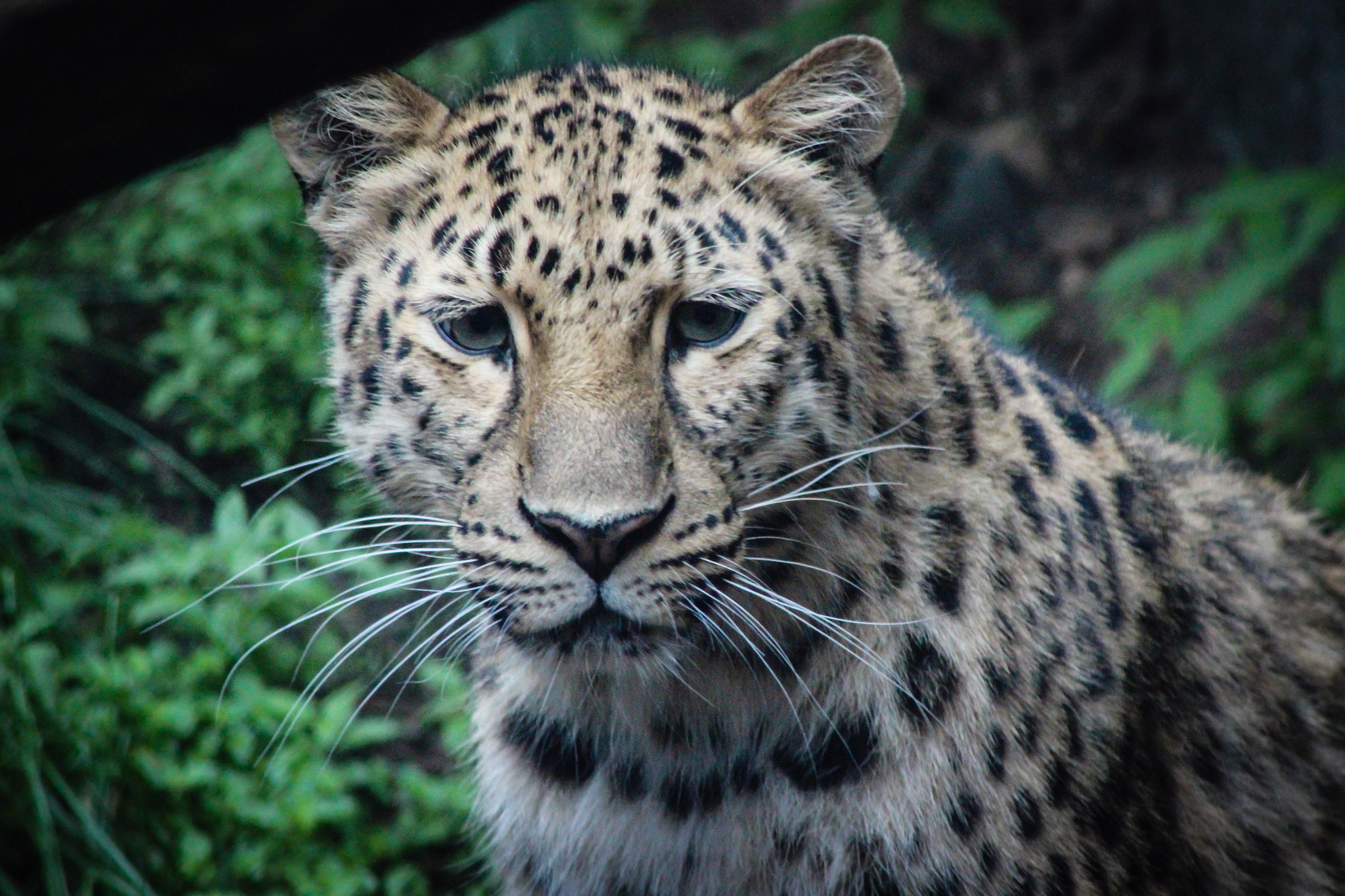 Canon EOS 600D (Rebel EOS T3i / EOS Kiss X5) + EF75-300mm f/4-5.6 sample photo. Leopard 2, 5.31.16 photography