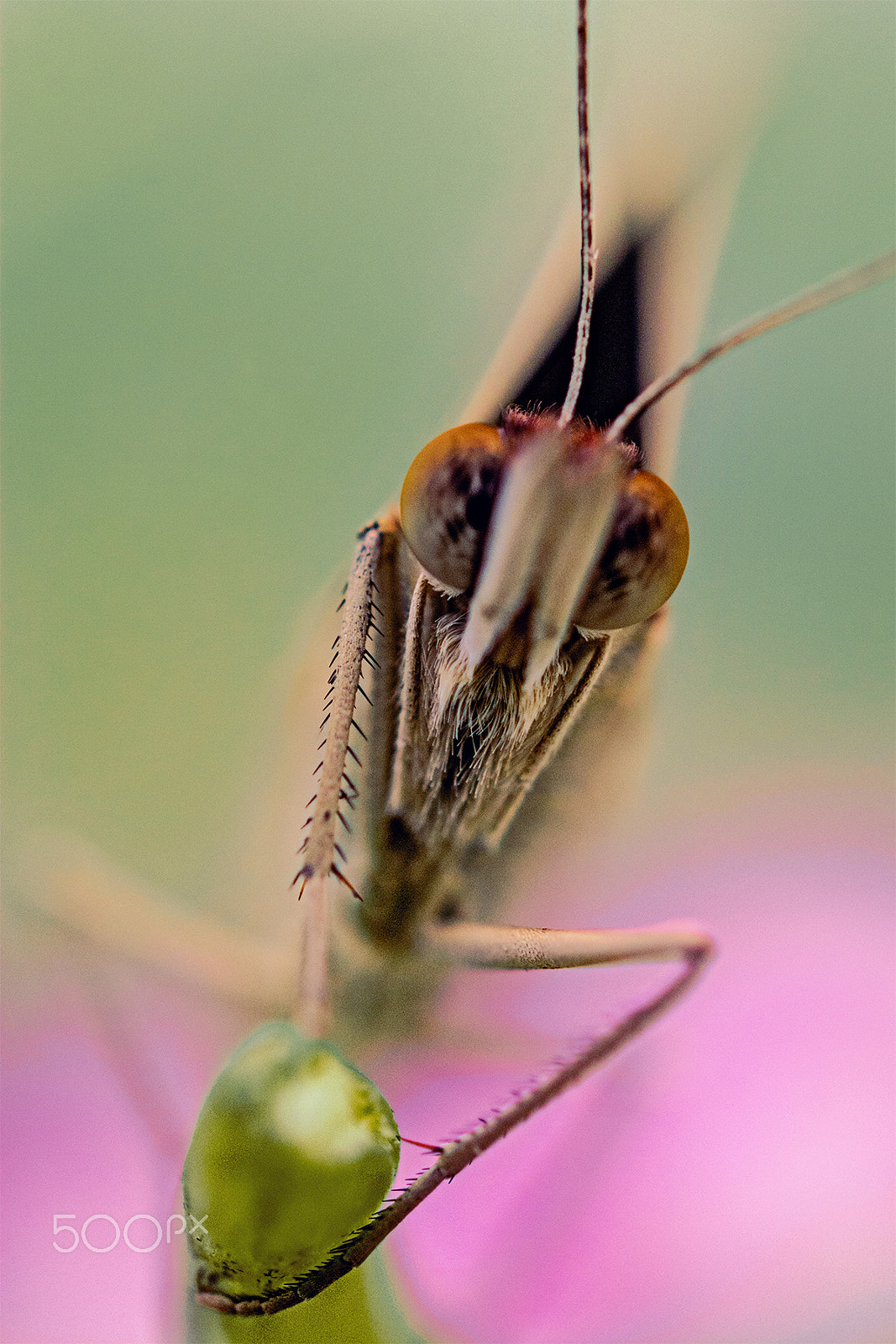 Nikon D7100 sample photo. Curiosa borboleta -curious butterfly photography