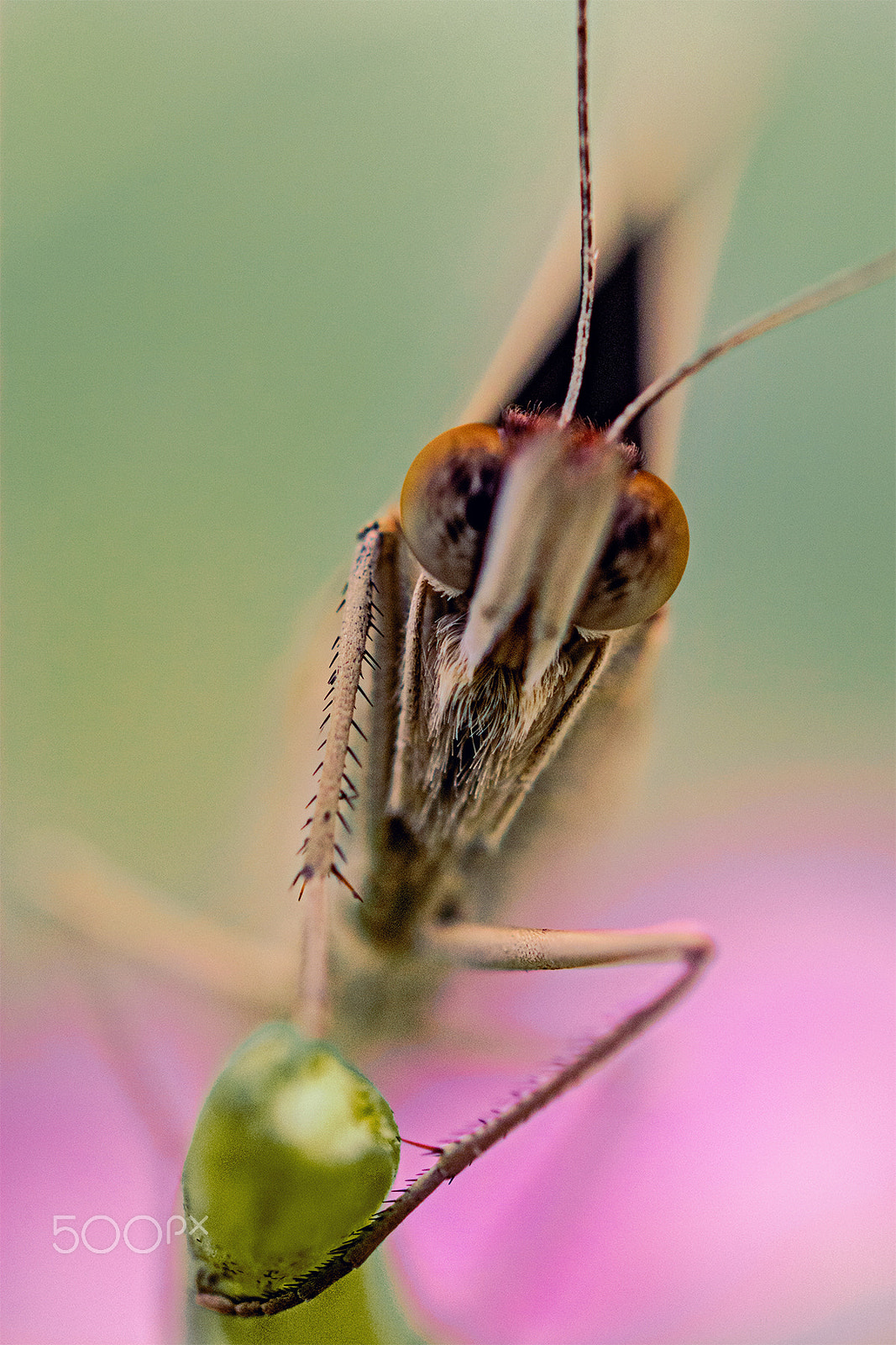 Nikon AF-S Micro-Nikkor 60mm F2.8G ED sample photo. Curiosa borboleta -curious butterfly photography