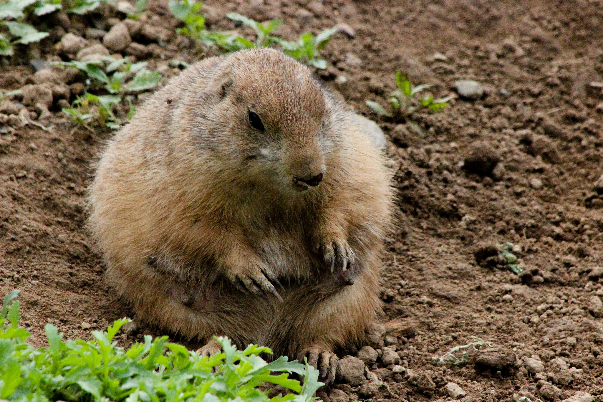 Canon EOS 600D (Rebel EOS T3i / EOS Kiss X5) + EF75-300mm f/4-5.6 sample photo. Prairie dog, 5.31.16 photography