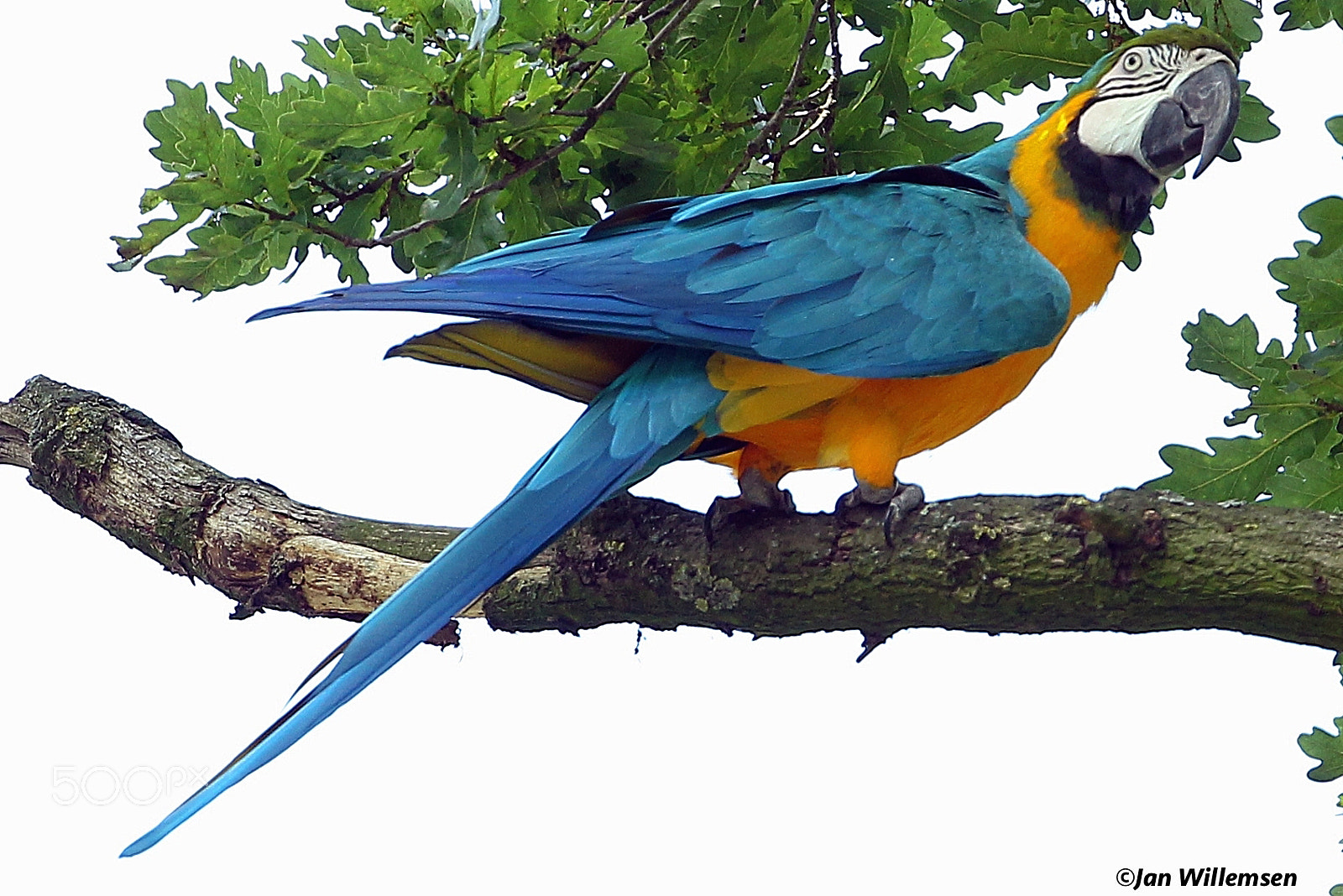 Canon EF 300mm F2.8L IS II USM sample photo. Blue and yellow macaw photography