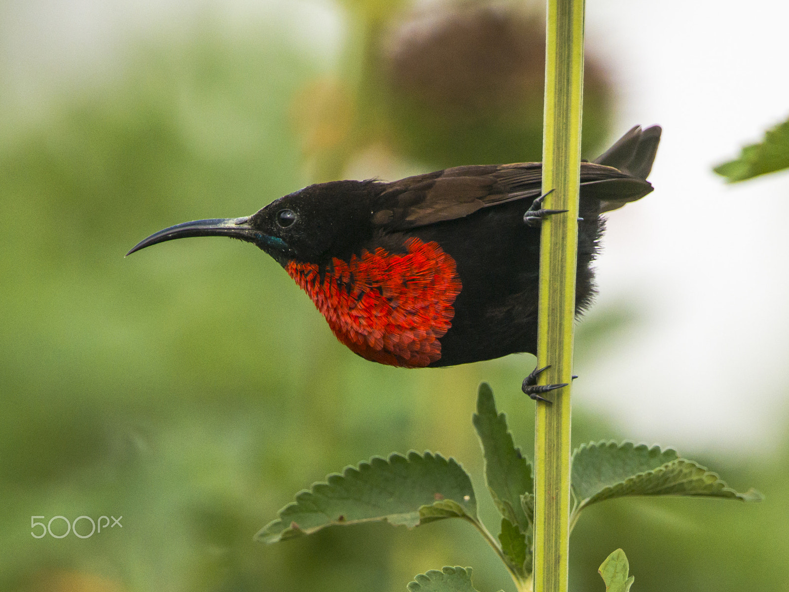 Nikon D800 + Nikon AF-S Nikkor 500mm F4G ED VR sample photo. Red chested sunbird photography