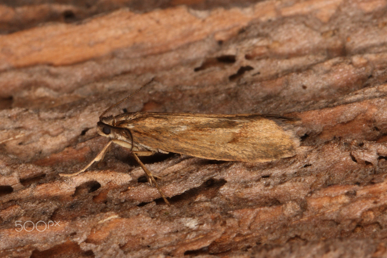 Canon EF 100mm F2.8L Macro IS USM sample photo. Male diurnea lipsiella photography