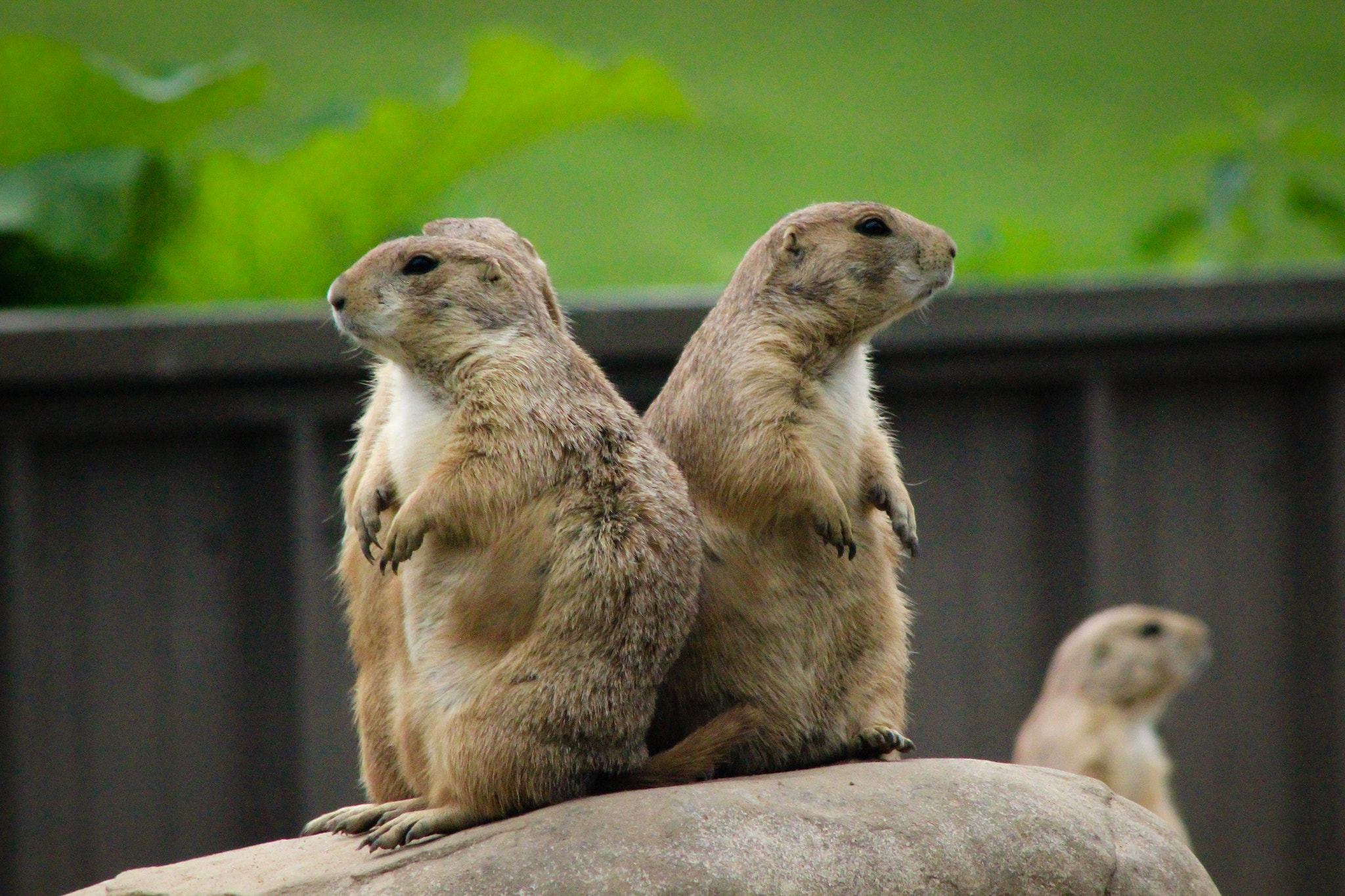 Canon EOS 600D (Rebel EOS T3i / EOS Kiss X5) + EF75-300mm f/4-5.6 sample photo. Prairie dog 2, 5.31.16 photography
