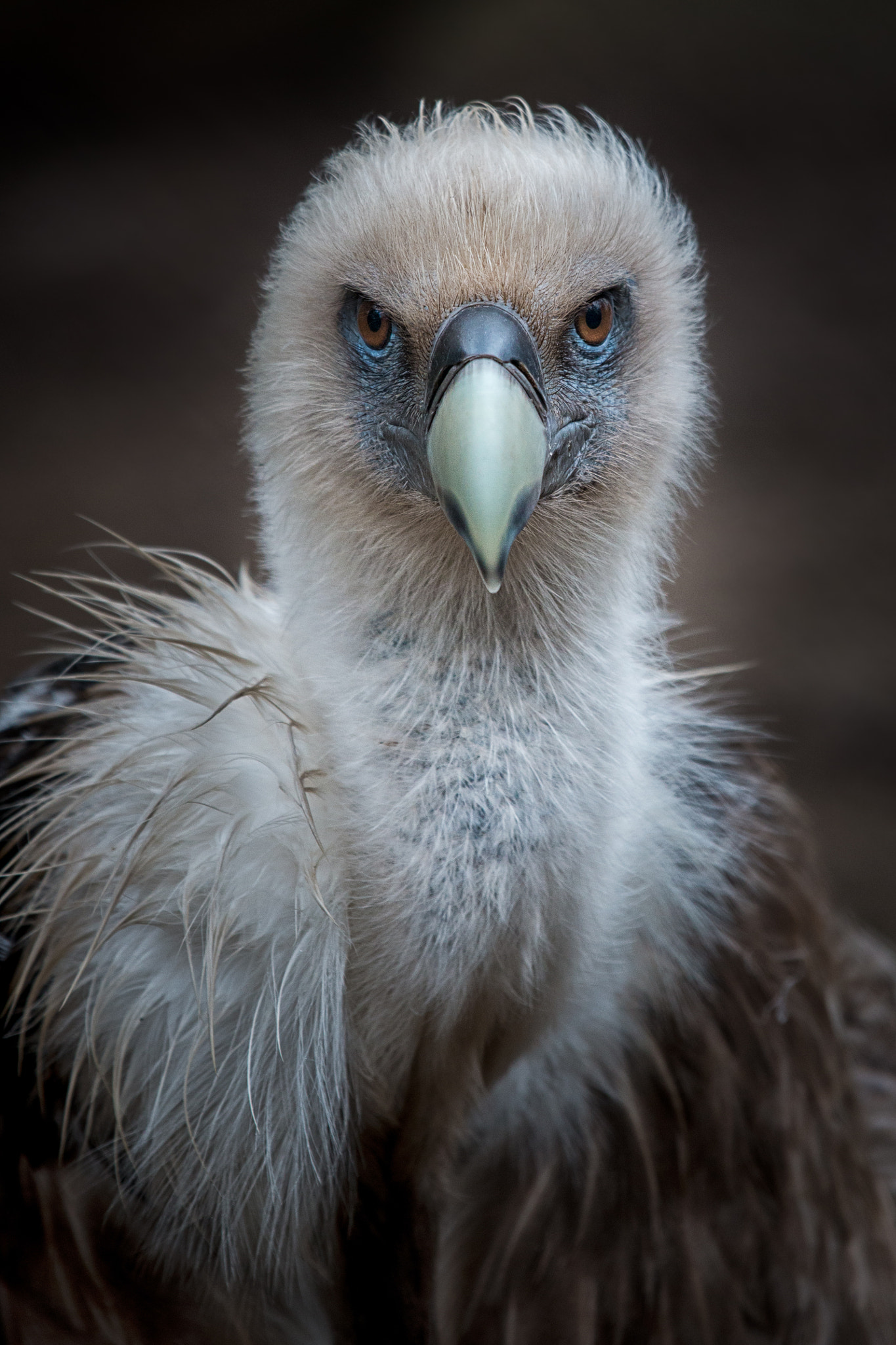 Canon EOS 70D + Canon EF 70-200mm F4L IS USM sample photo. Vulture portrait photography