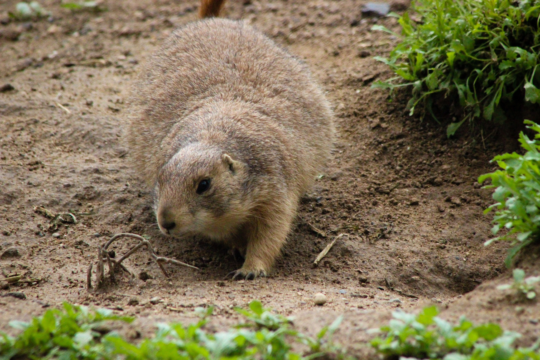 Canon EOS 600D (Rebel EOS T3i / EOS Kiss X5) + EF75-300mm f/4-5.6 sample photo. Prairie dog 4, 5.31.16 photography