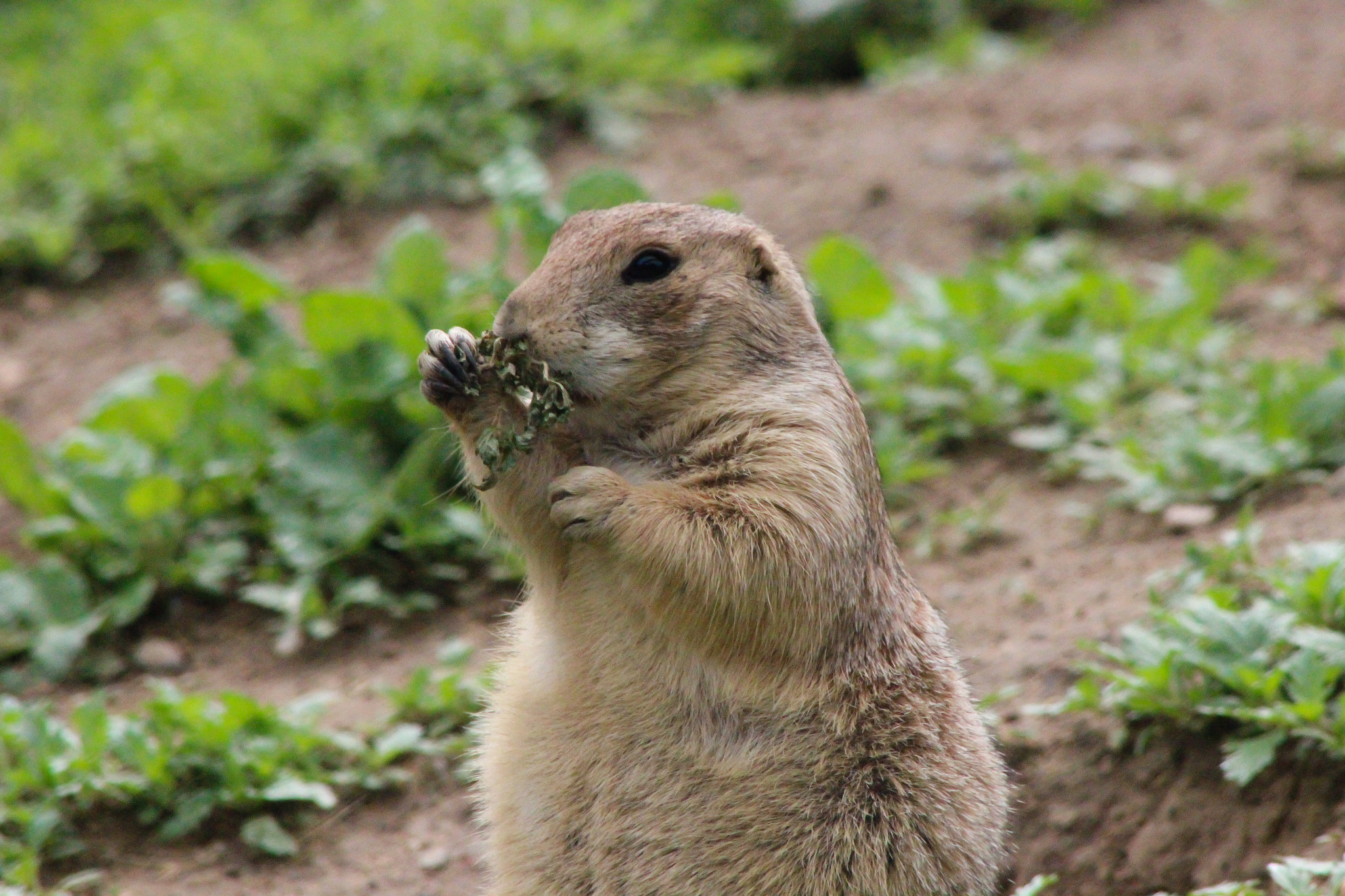 Canon EOS 600D (Rebel EOS T3i / EOS Kiss X5) + EF75-300mm f/4-5.6 sample photo. Prairie dog 3, 5.31.16 photography