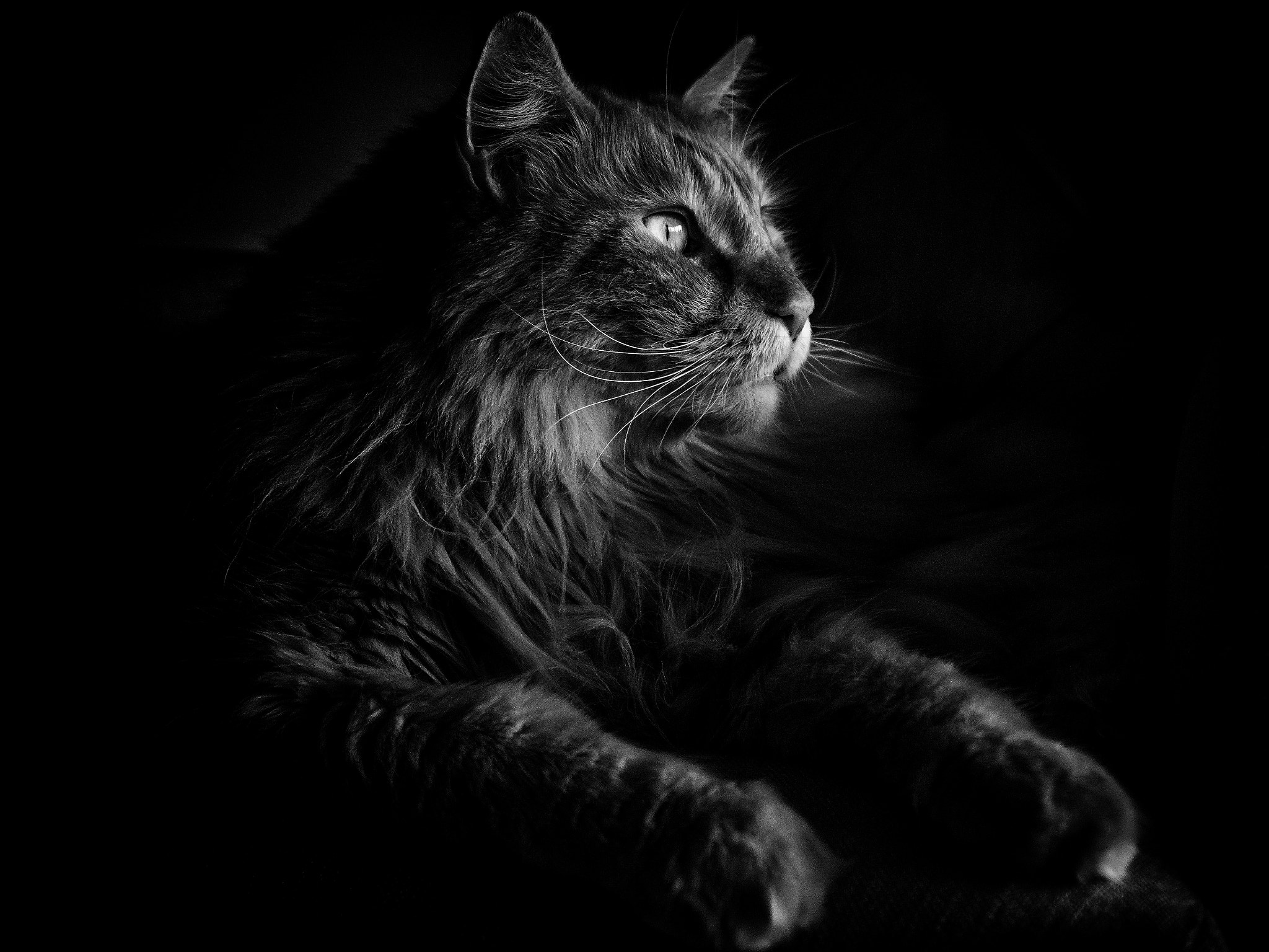 Sony a6300 + Canon EF 24-70mm F4L IS USM sample photo. Maine coon kater im licht photography