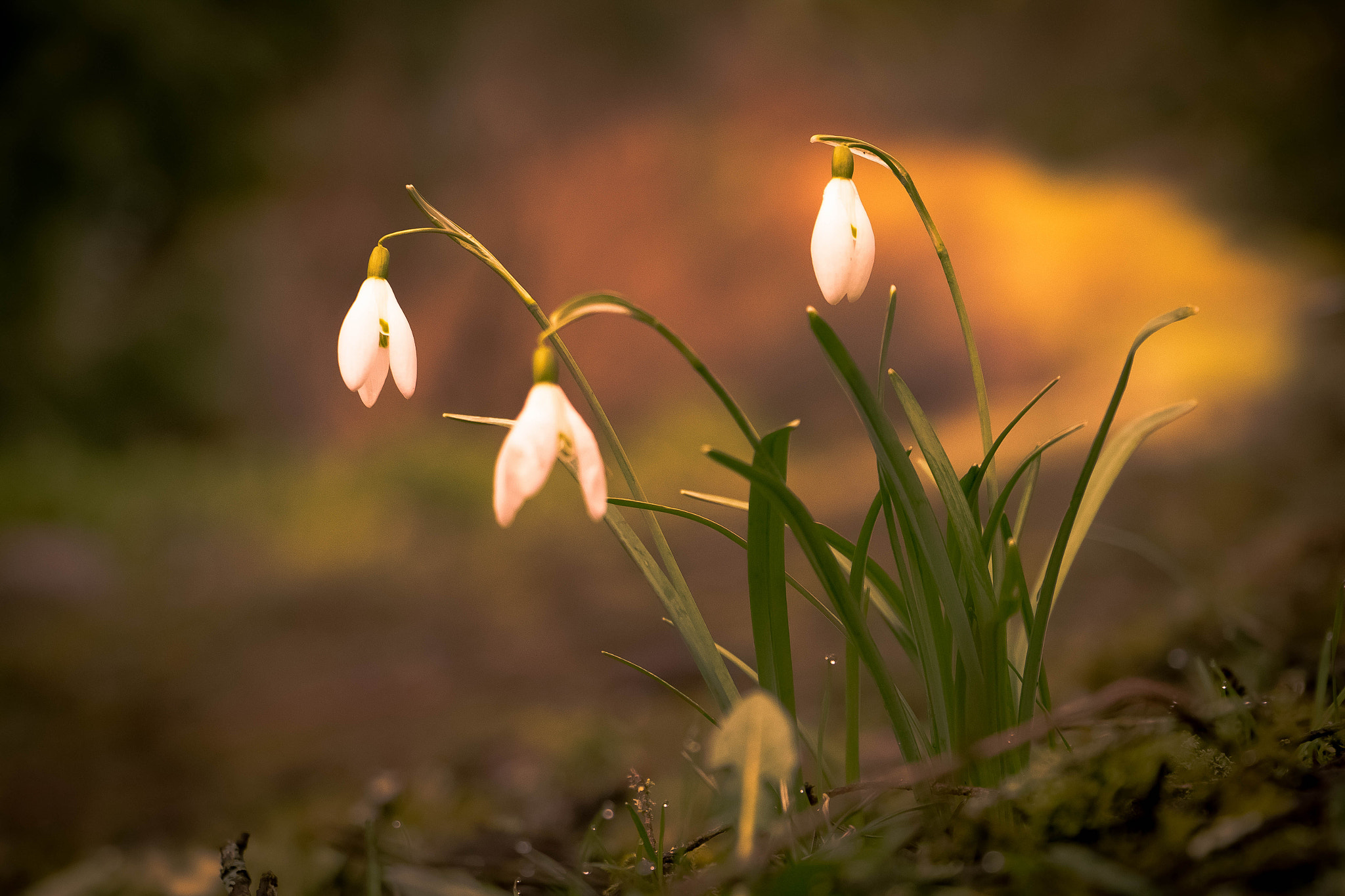 Canon EOS 60D sample photo. Visibaba photography