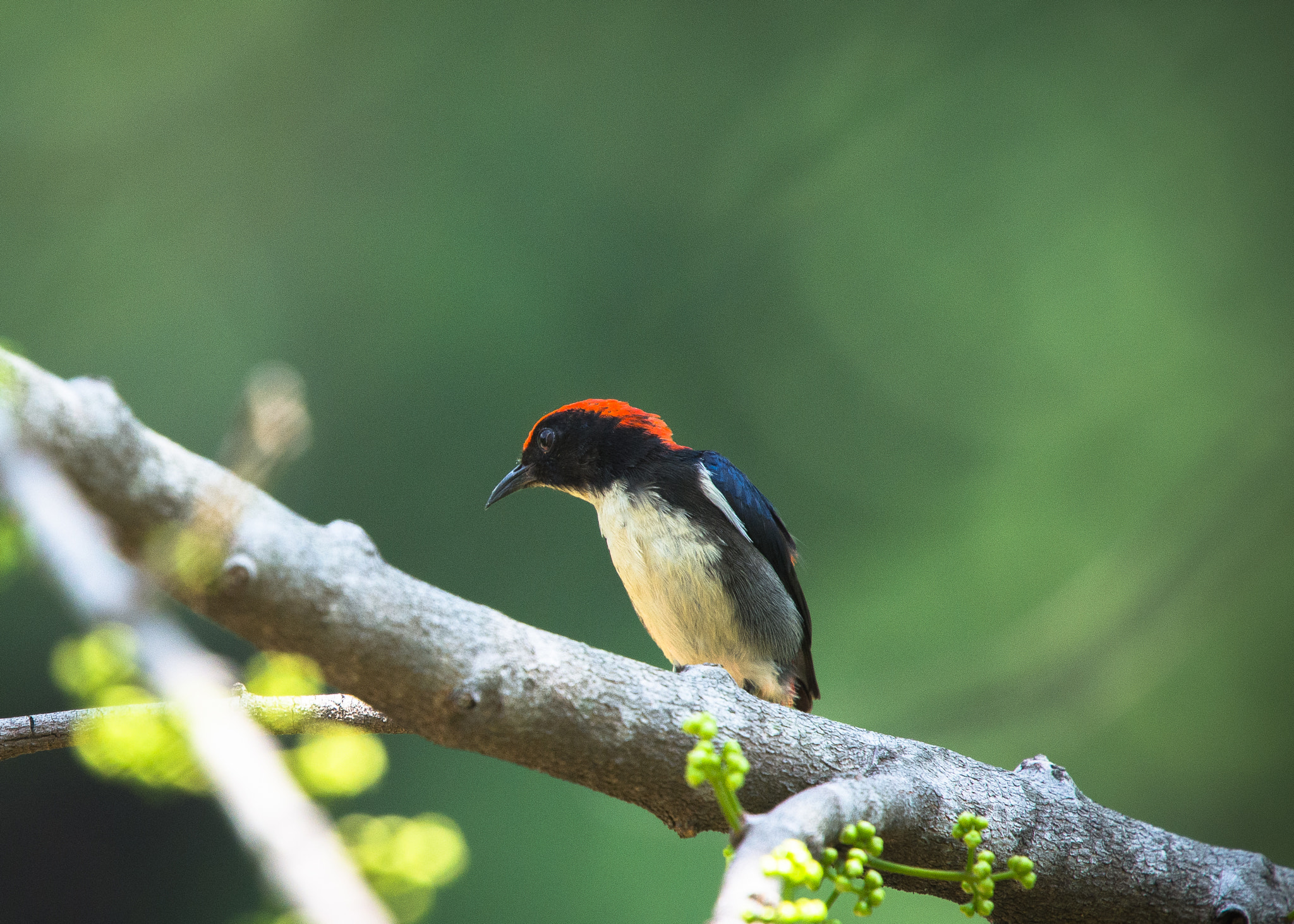 Nikon Nikkor AF-S 300mm F4E PF ED VR sample photo. Missing this little scarlet backed flowerpecker photography