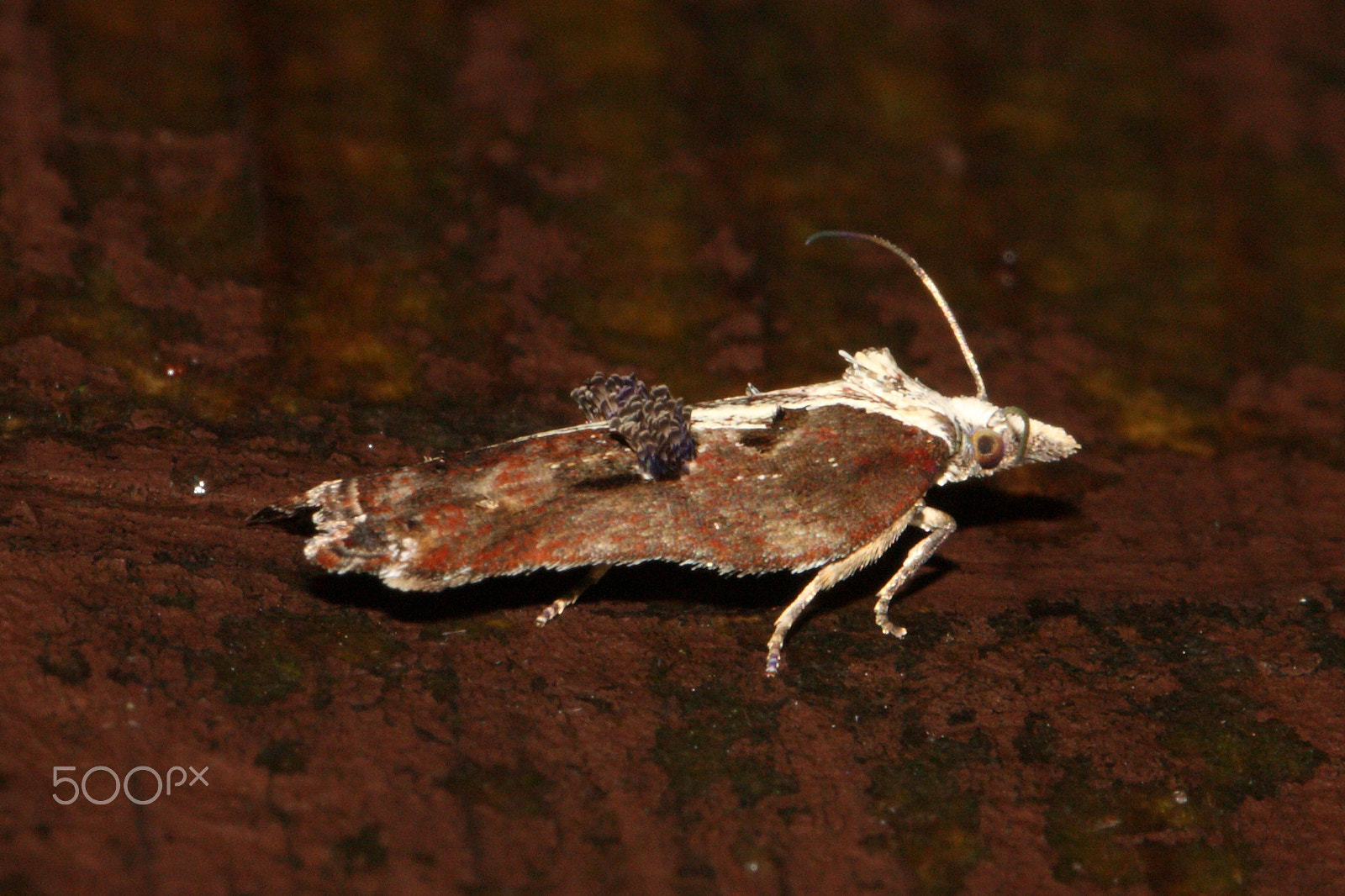 Canon EF 100mm F2.8L Macro IS USM sample photo. Acleris cristana photography